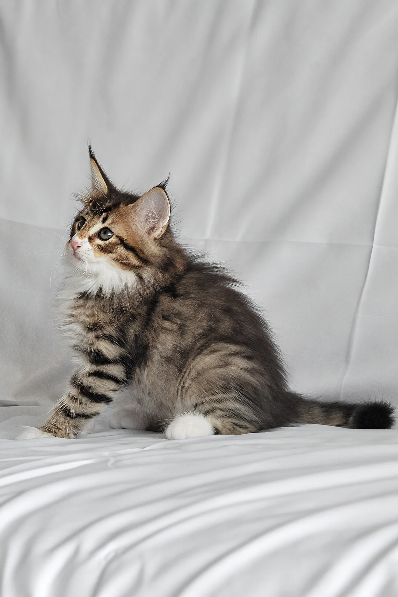 Adam | Norwegian Forest Kitten - Image 9