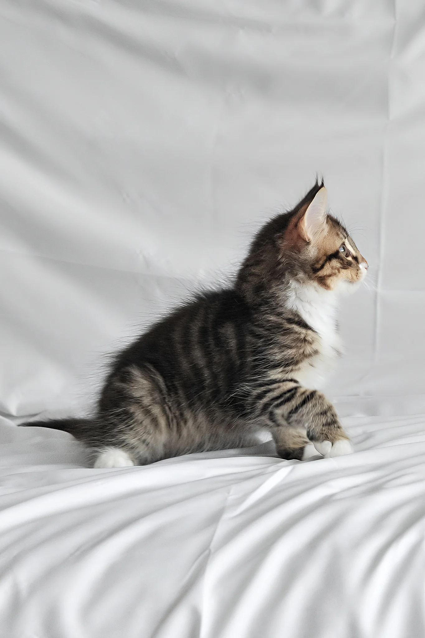 Agate | Norwegian Forest Kitten - Image 12