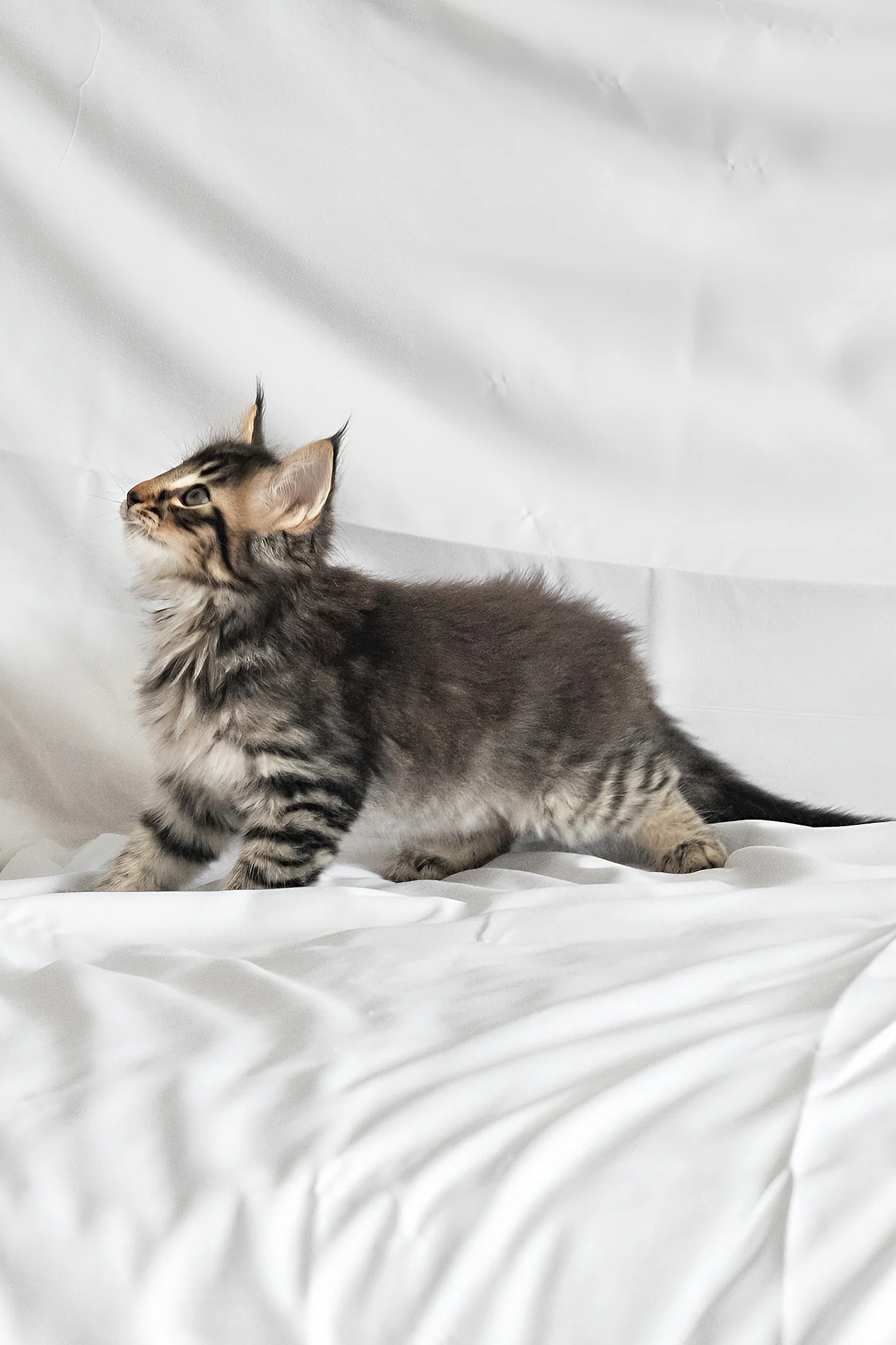 Alan | Norwegian Forest Kitten - Image 13