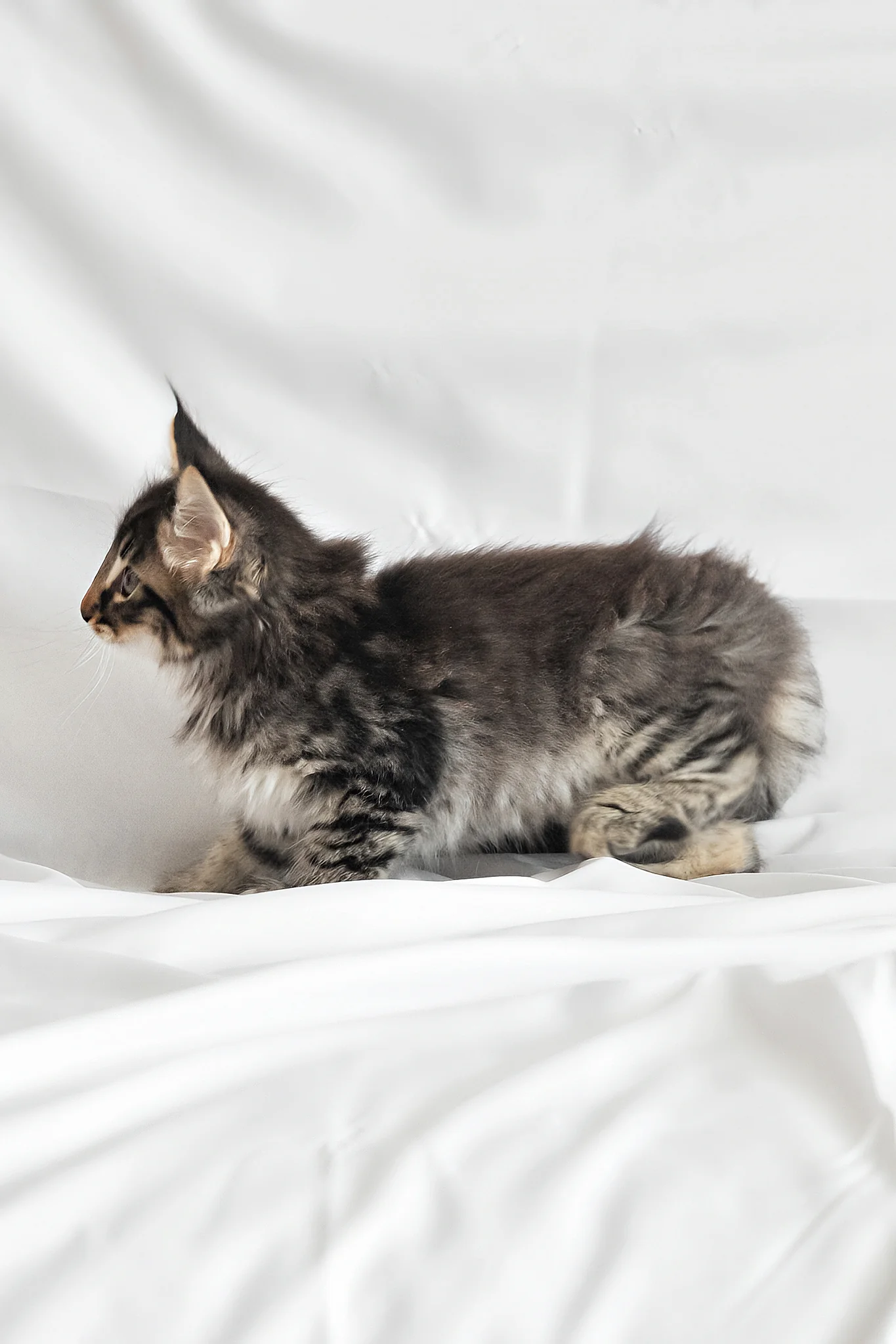 Alan | Norwegian Forest Kitten - Image 8