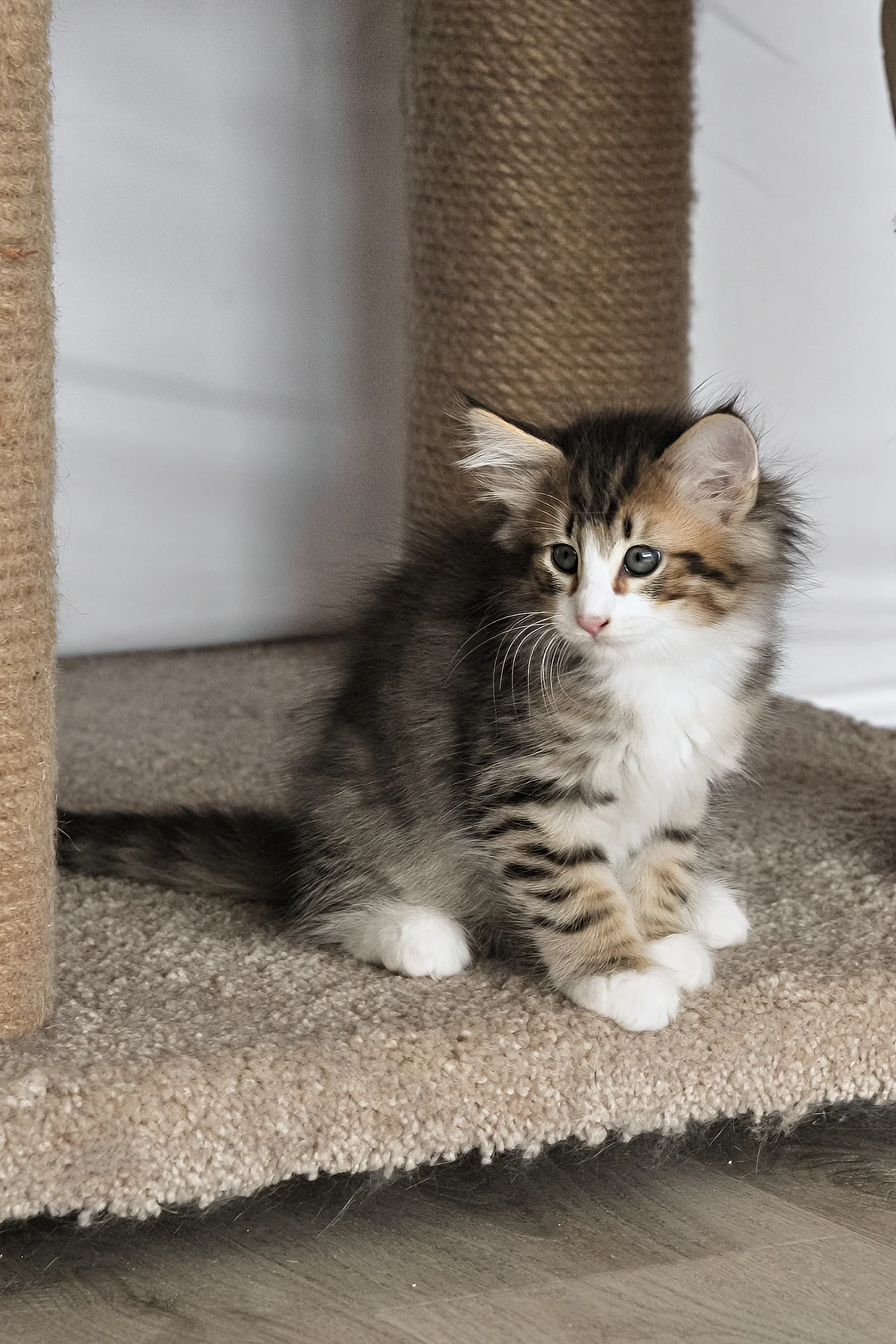 Amir | Norwegian Forest Kitten - Image 12