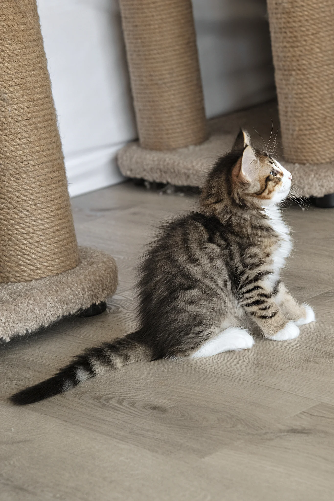 Amir | Norwegian Forest Kitten - Image 15