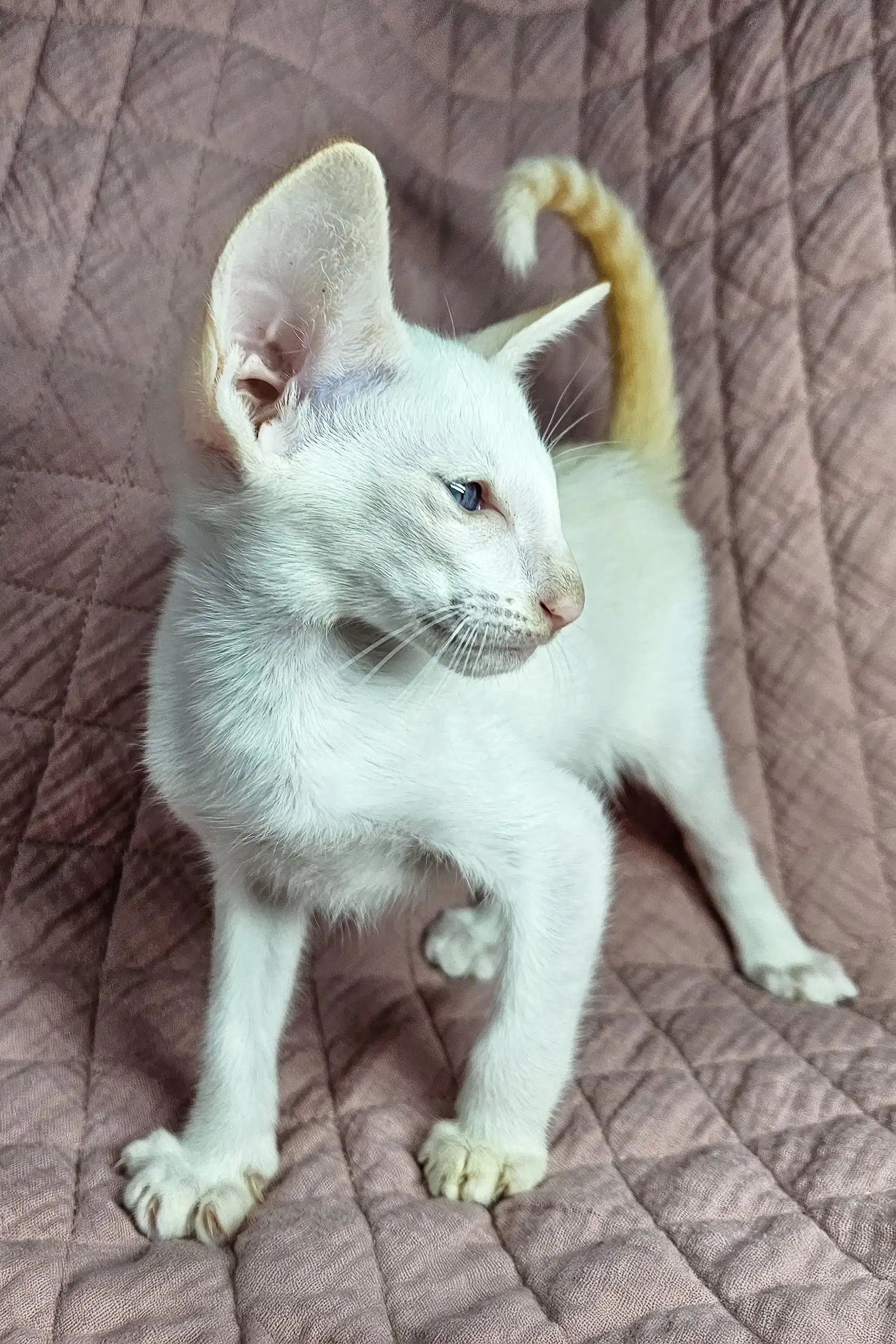 Simba | Oriental Shorthair Kitten - Image 5