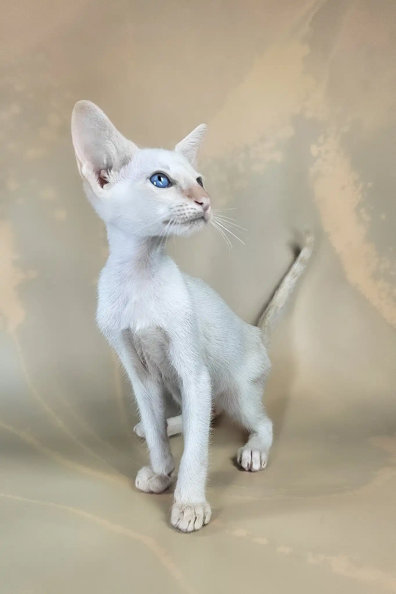 Abrikos | Oriental Shorthair Kitten - Image 7