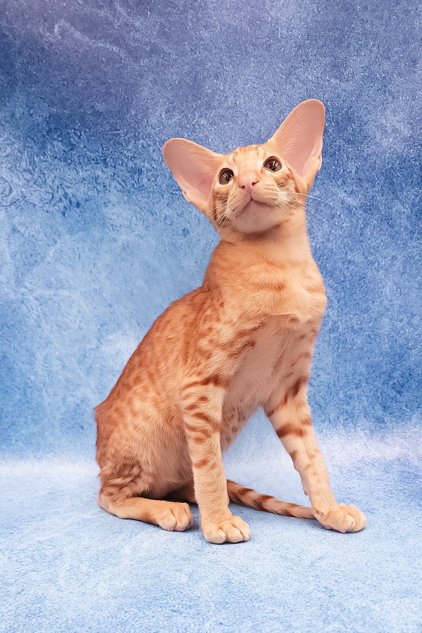 Adonis | Oriental Shorthair Kitten - Image 9