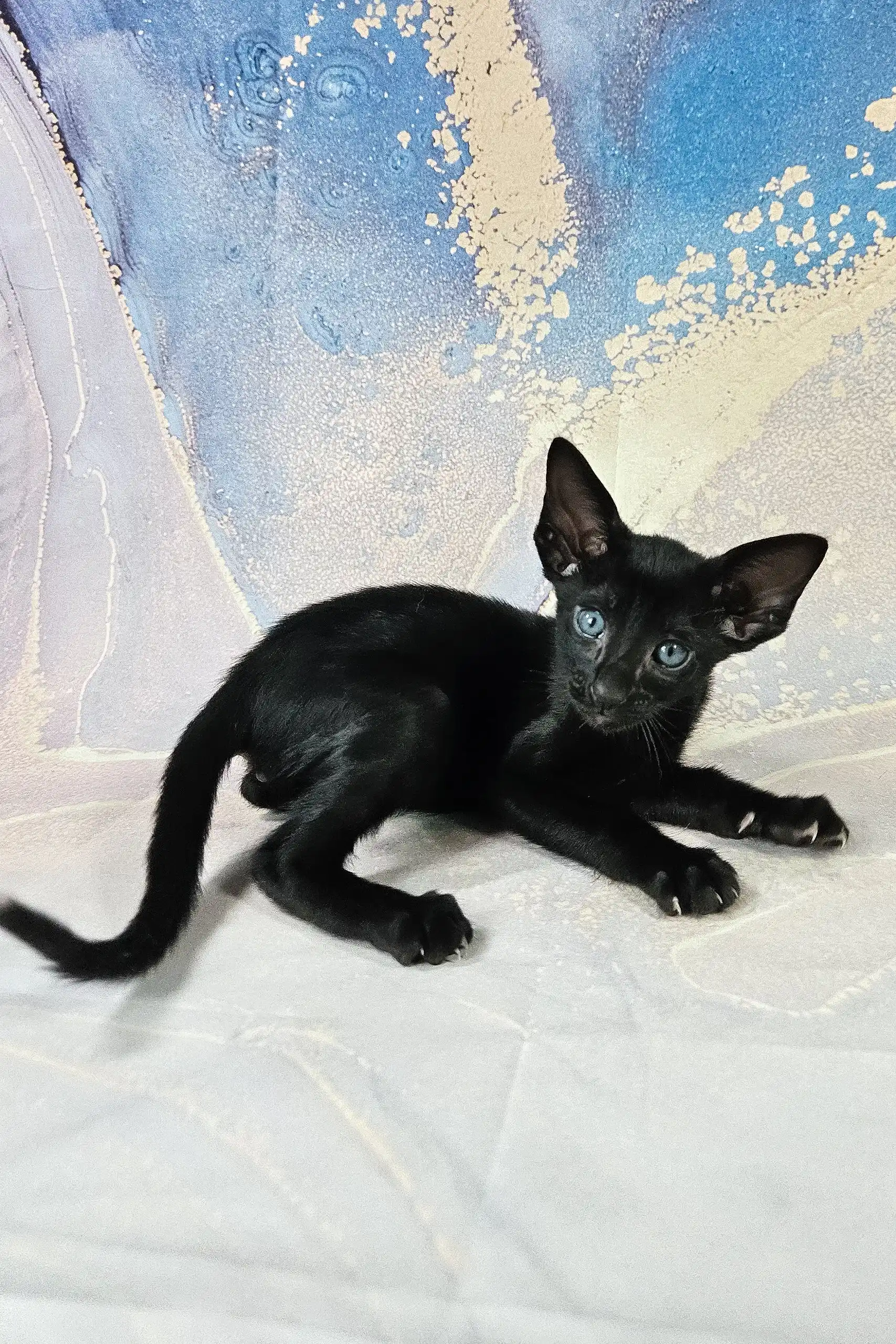 Alf | Oriental Shorthair Kitten - Image 3