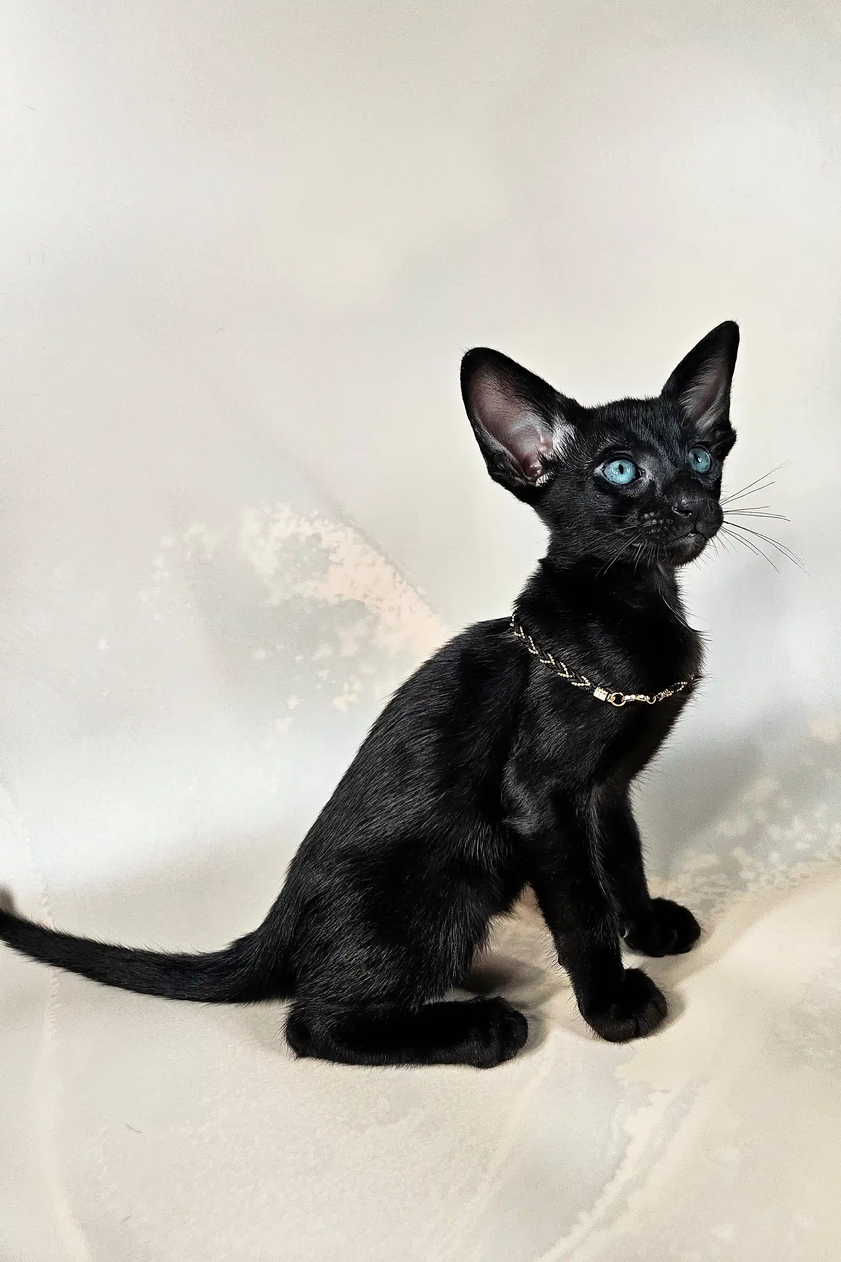 Alf | Oriental Shorthair Kitten - Image 6