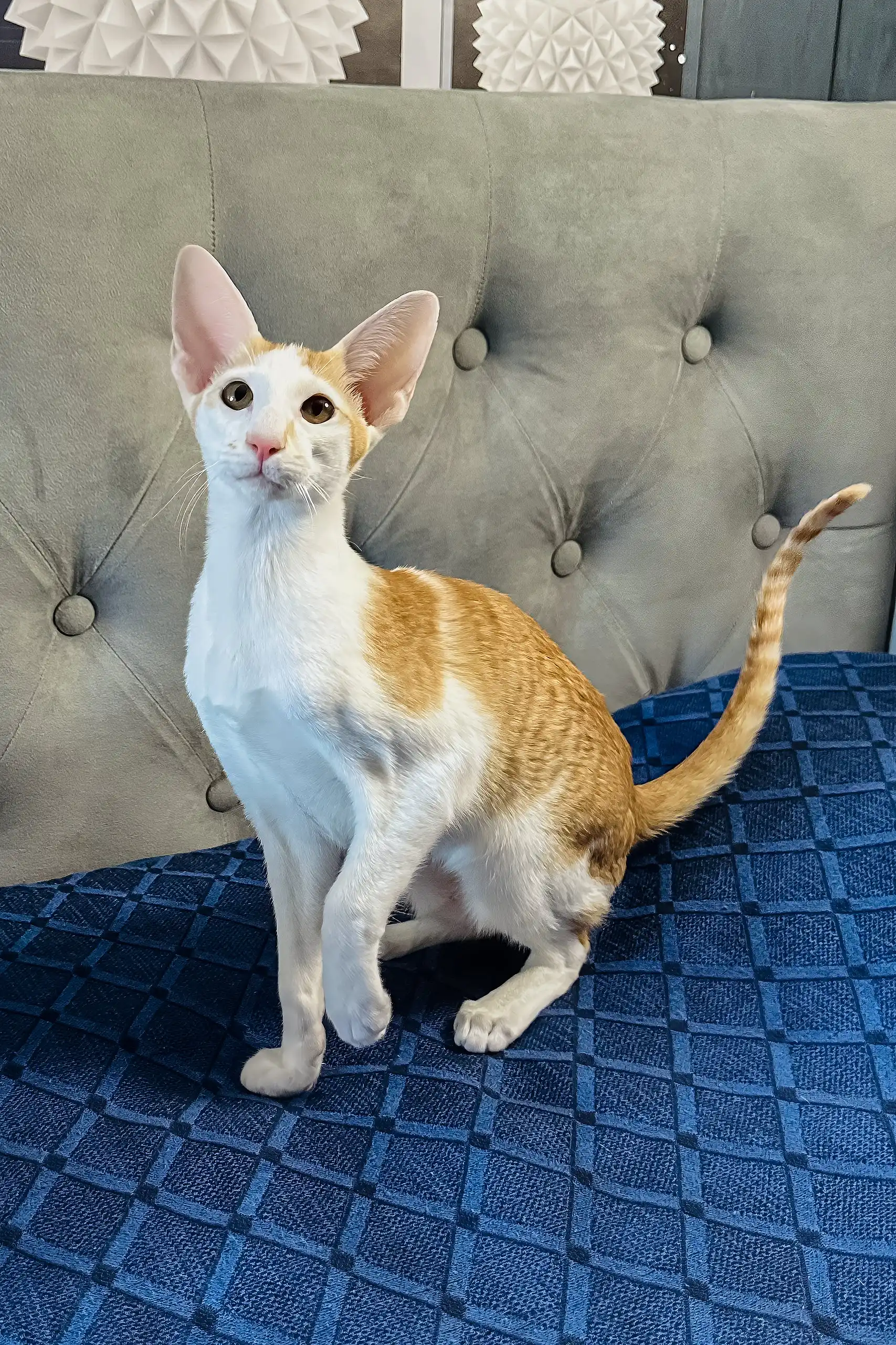 Amoruccio | Oriental Shorthair Kitten - Image 11