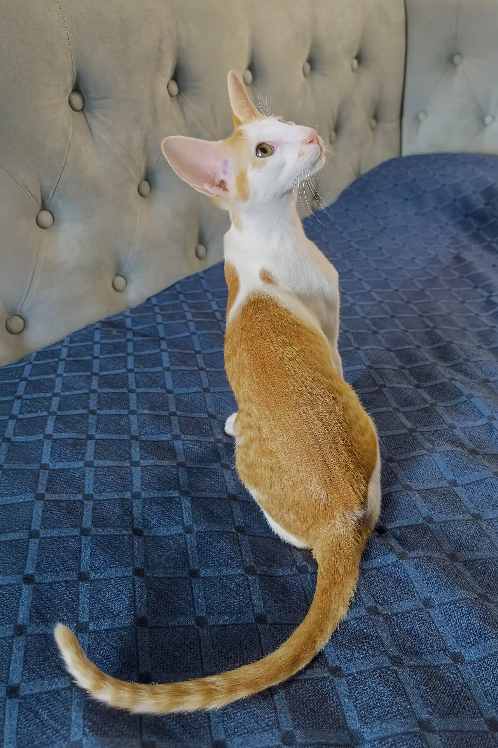 Amoruccio | Oriental Shorthair Kitten - Image 4
