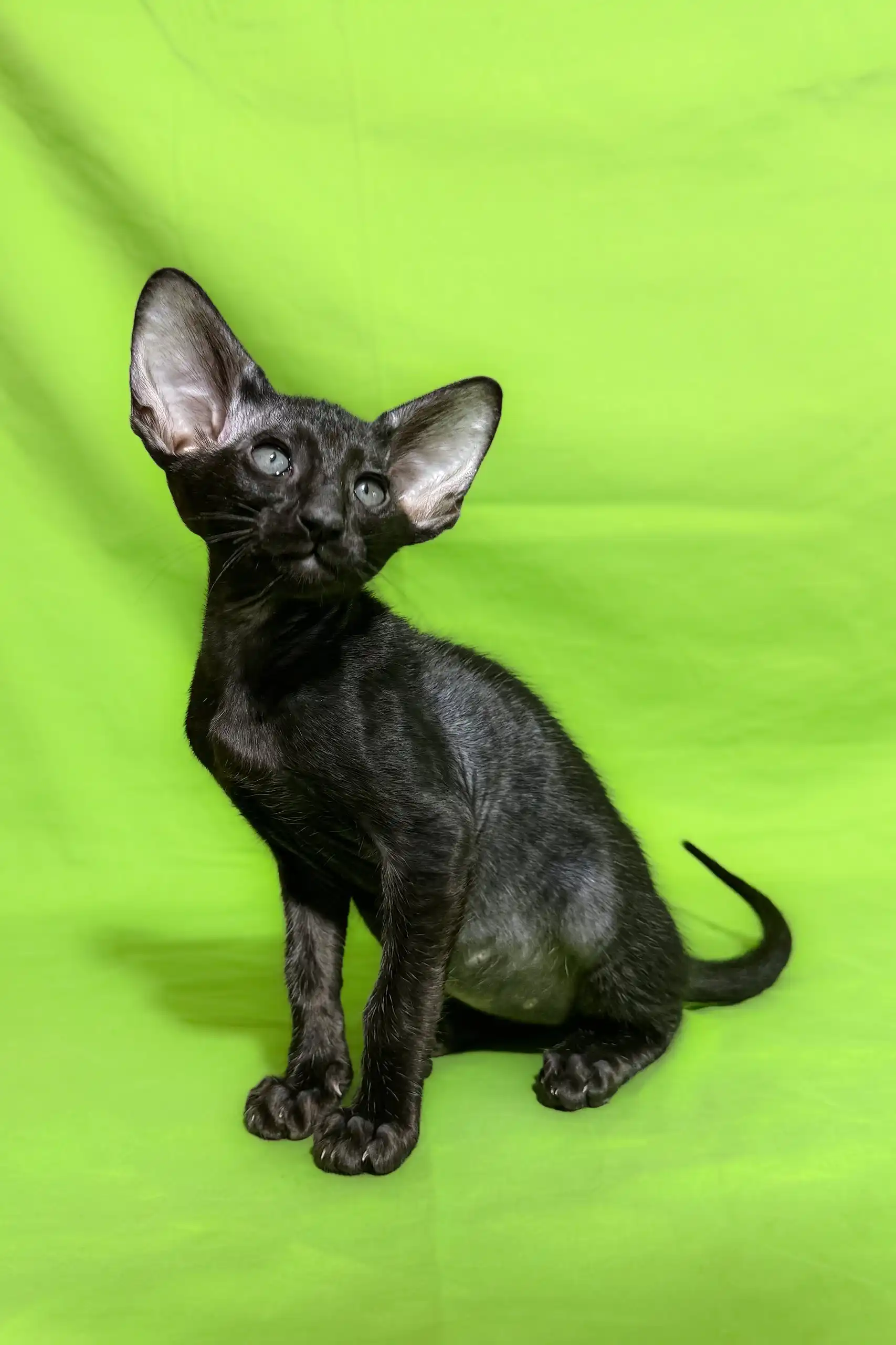 Anthony | Oriental Shorthair Kitten - Image 3