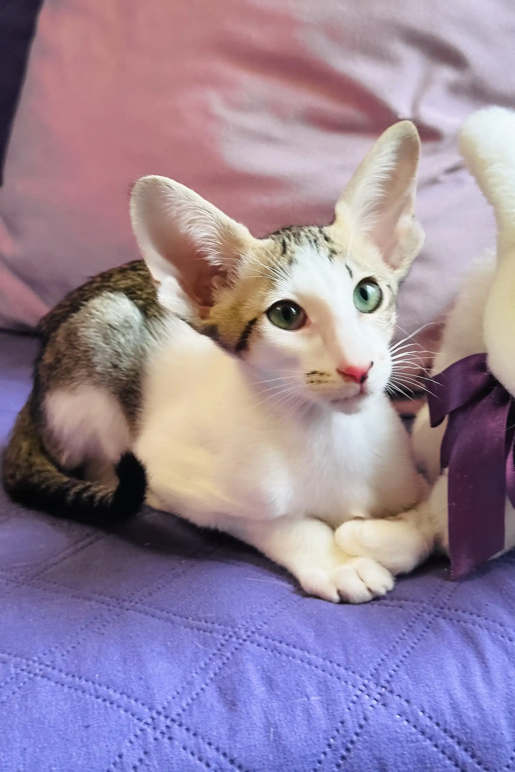 Belissimo | Oriental Shorthair Kitten - Image 11