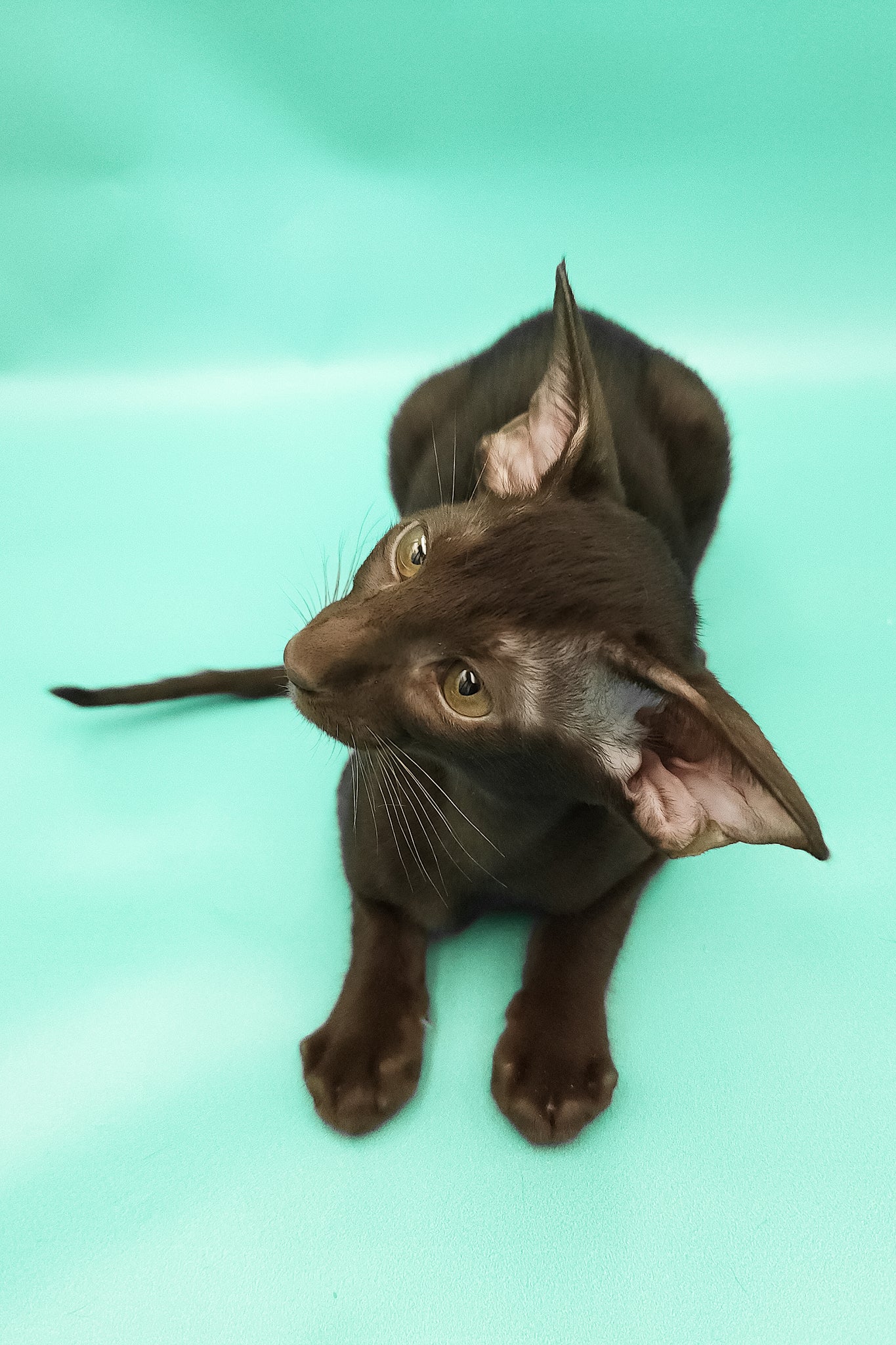 Christian | Oriental Shorthair Kitten - Image 2