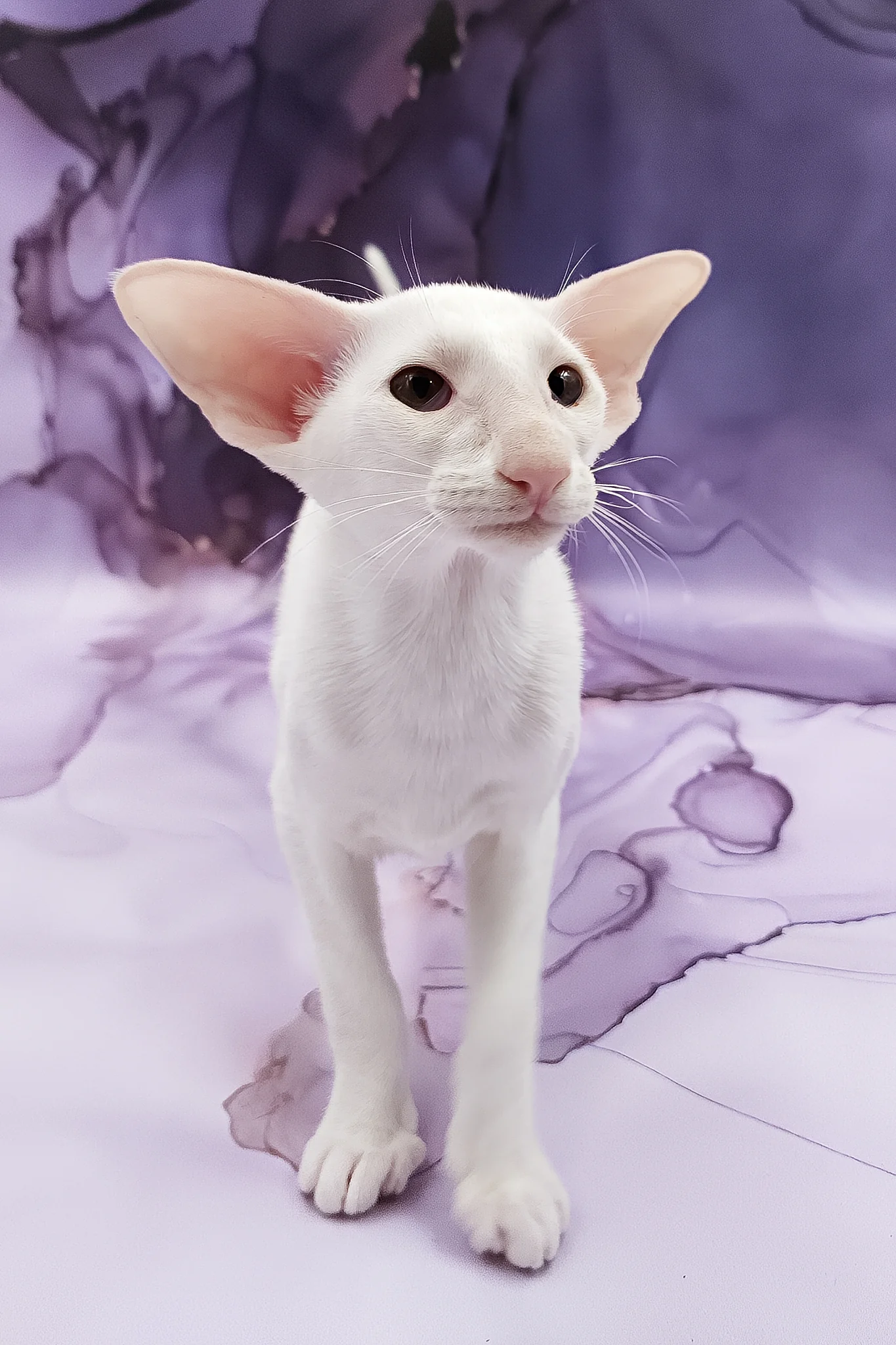 Clayton | Oriental Shorthair Kitten - Image 2