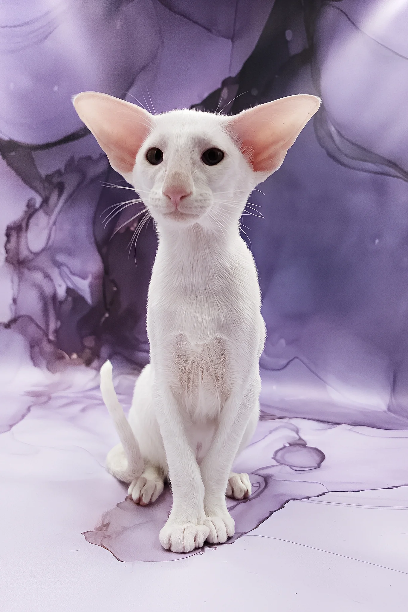 Clayton | Oriental Shorthair Kitten - Image 4