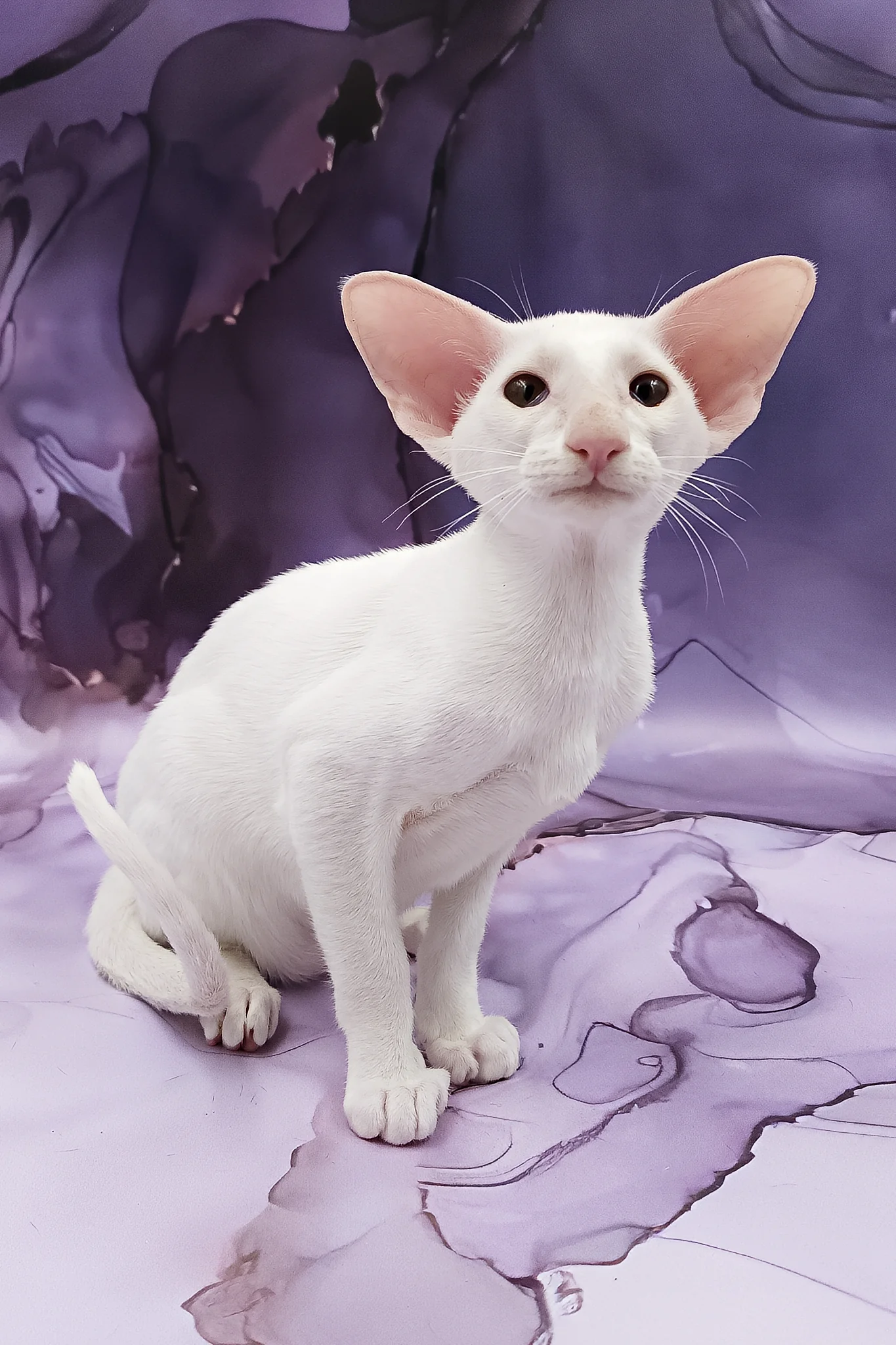Clayton | Oriental Shorthair Kitten - Image 6