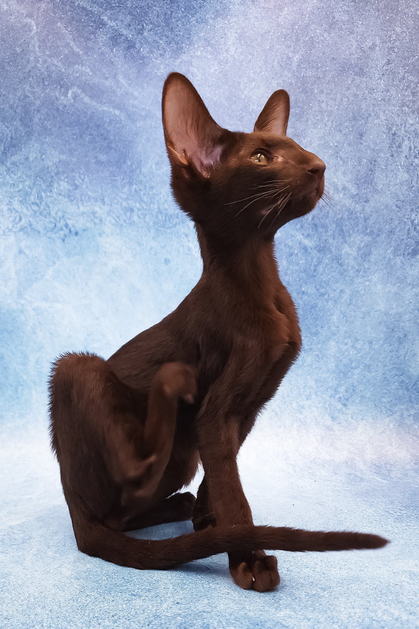 Daniel | Oriental Shorthair Kitten - Image 8