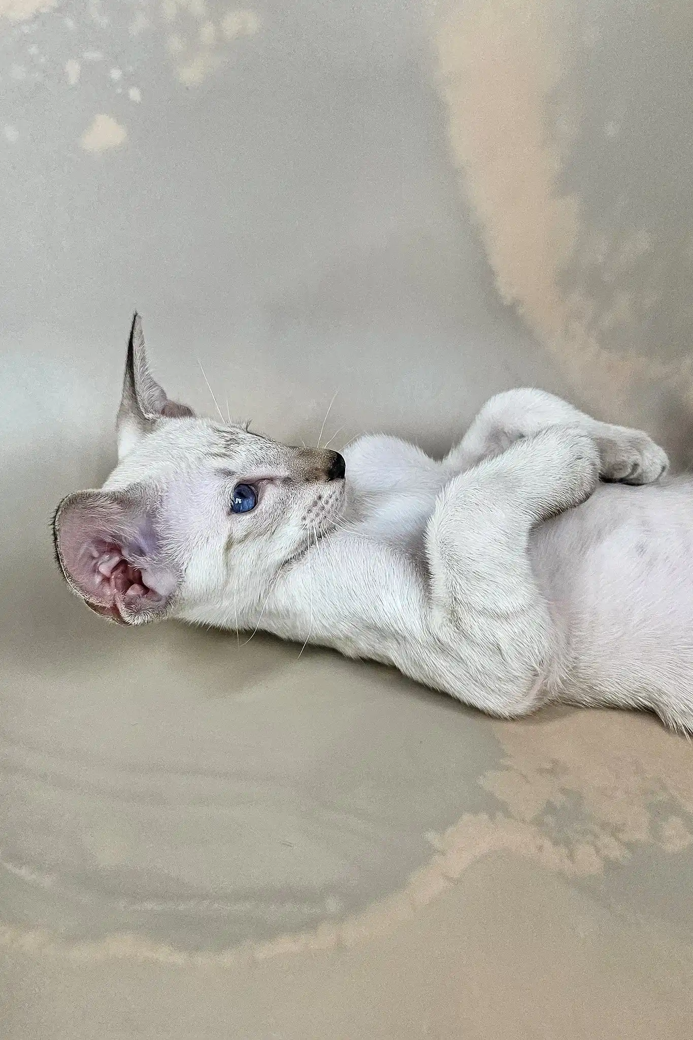 Dior | Oriental Shorthair Kitten - Image 11