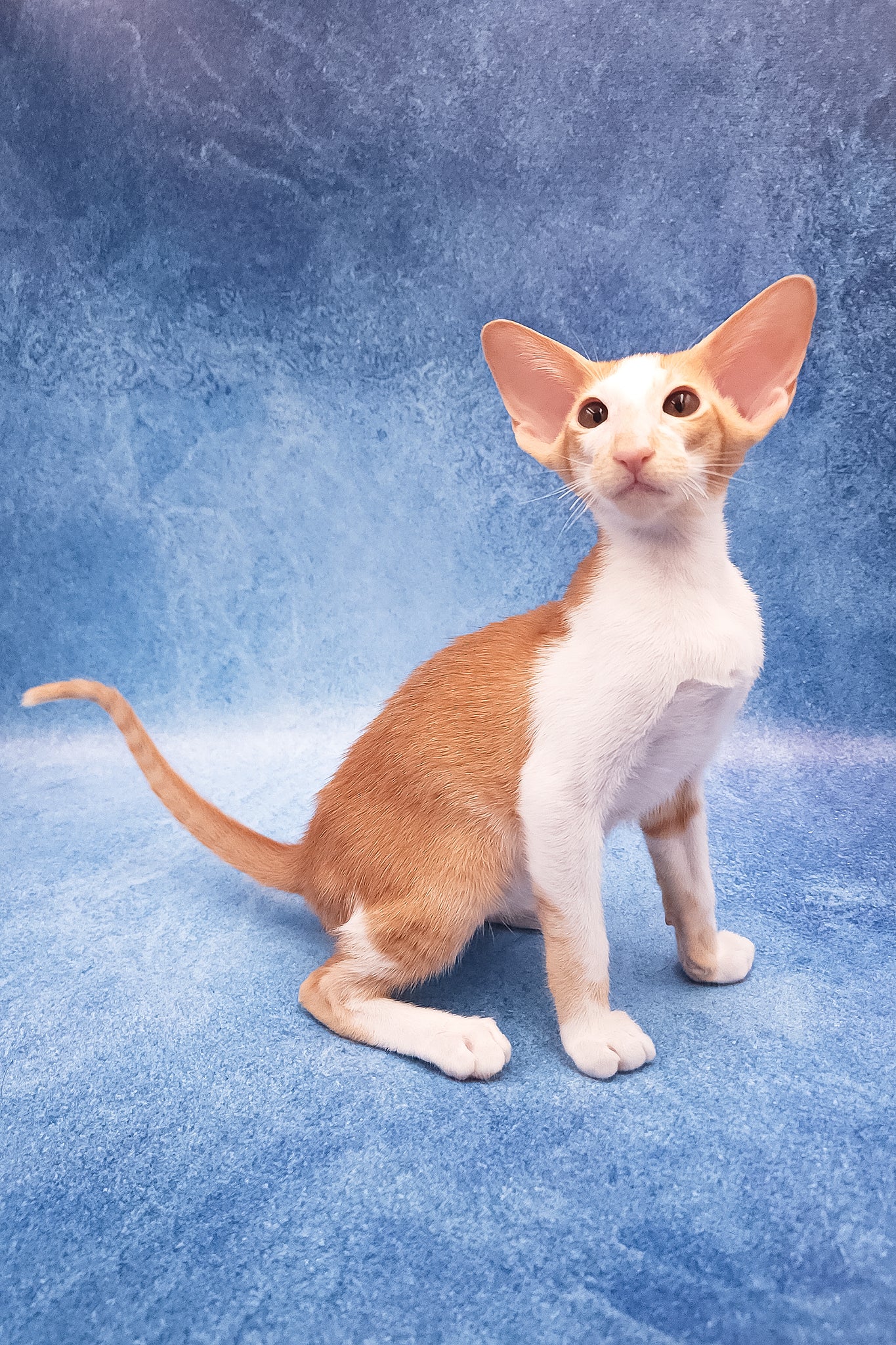 Edward | Oriental Shorthair Kitten - Image 5