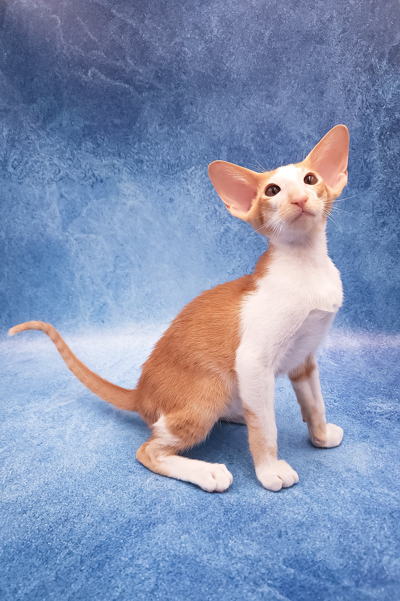 Edward | Oriental Shorthair Kitten - Image 7