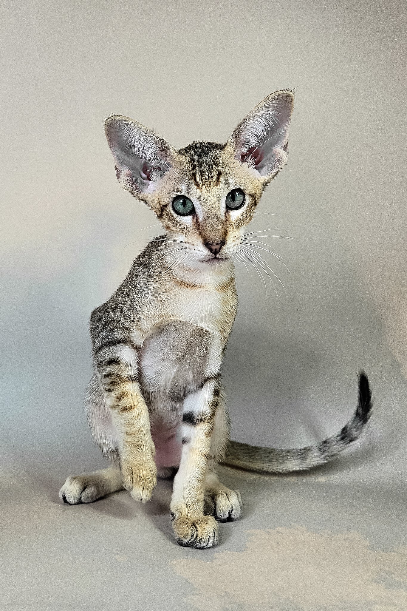 Felix | Oriental Shorthair Kitten - Image 10
