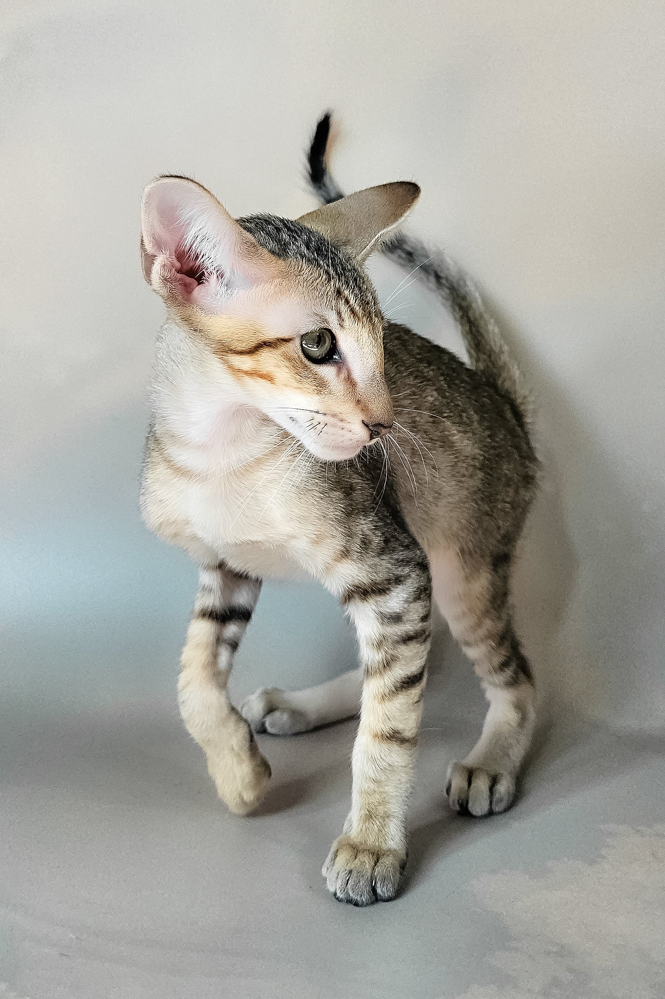 Felix | Oriental Shorthair Kitten - Image 6