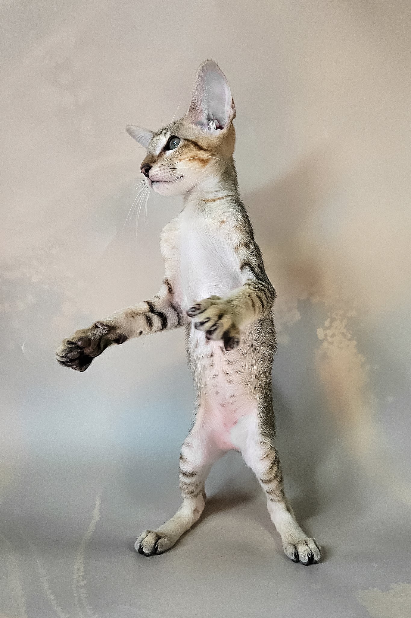 Felix | Oriental Shorthair Kitten - Image 7