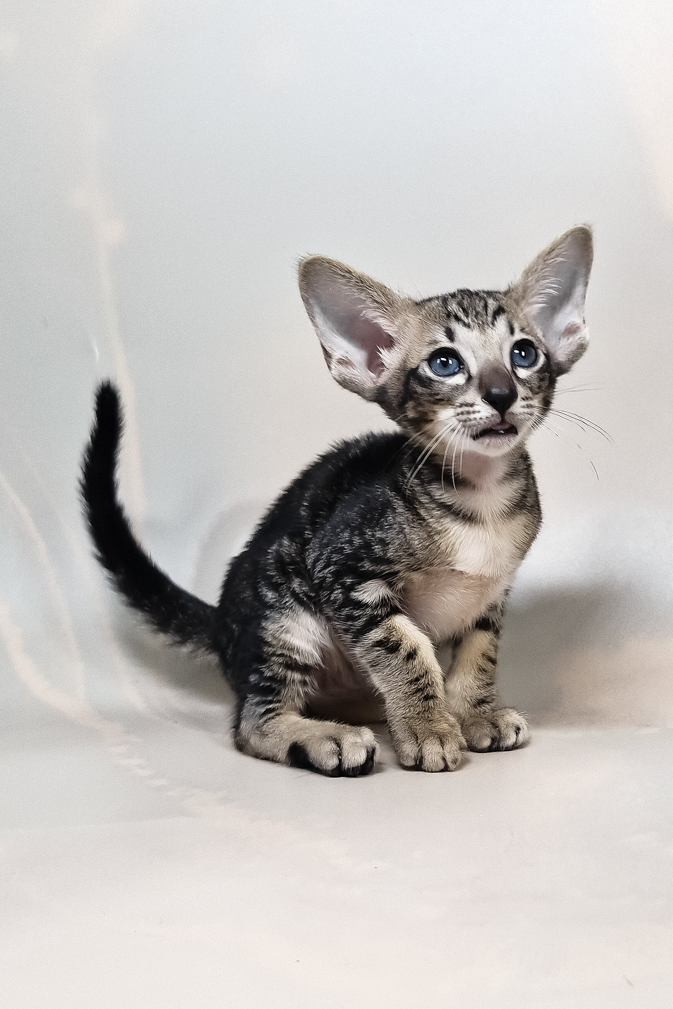 Goofy | Oriental Shorthair Kitten - Image 3