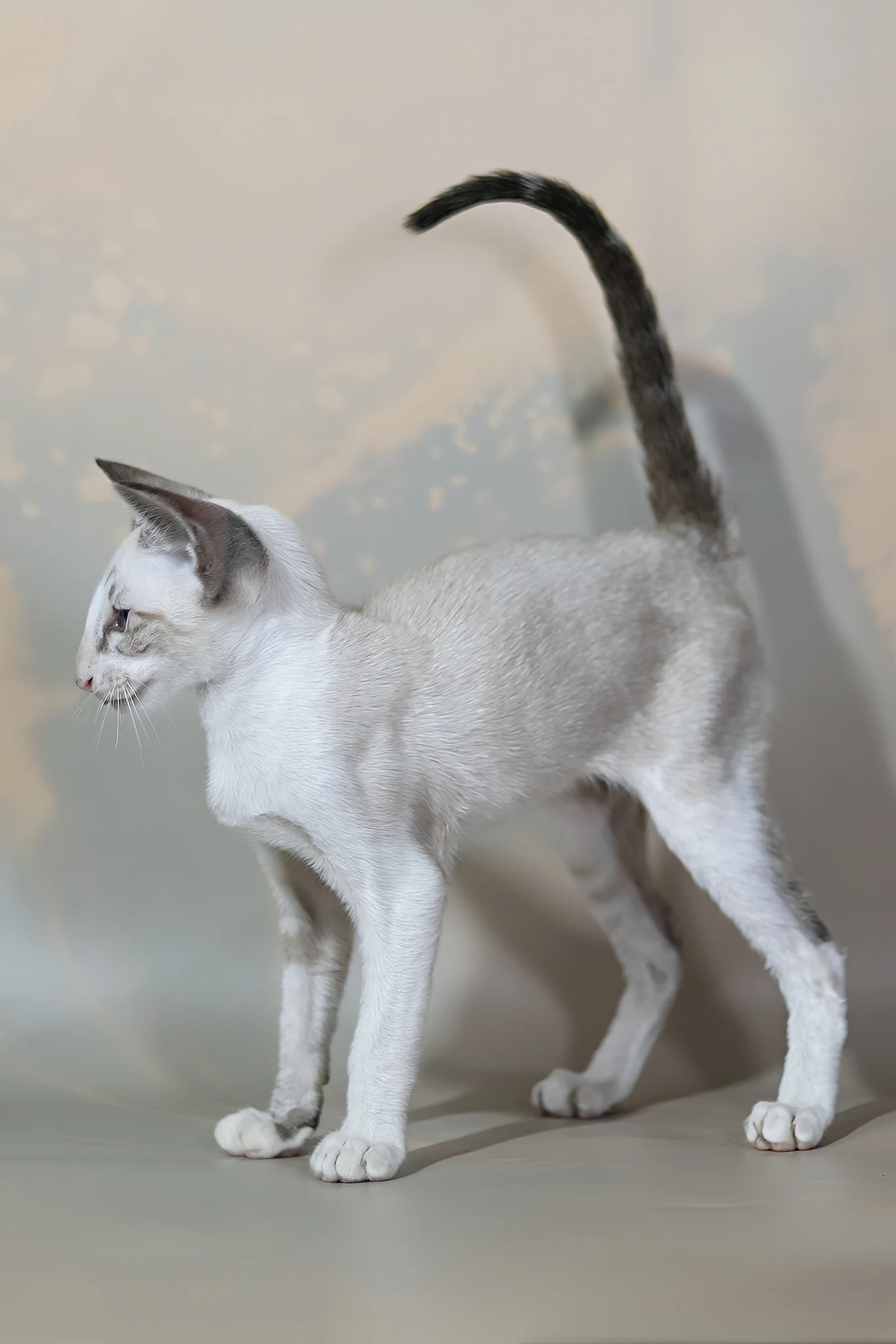Grand | Oriental Shorthair Kitten - Image 7