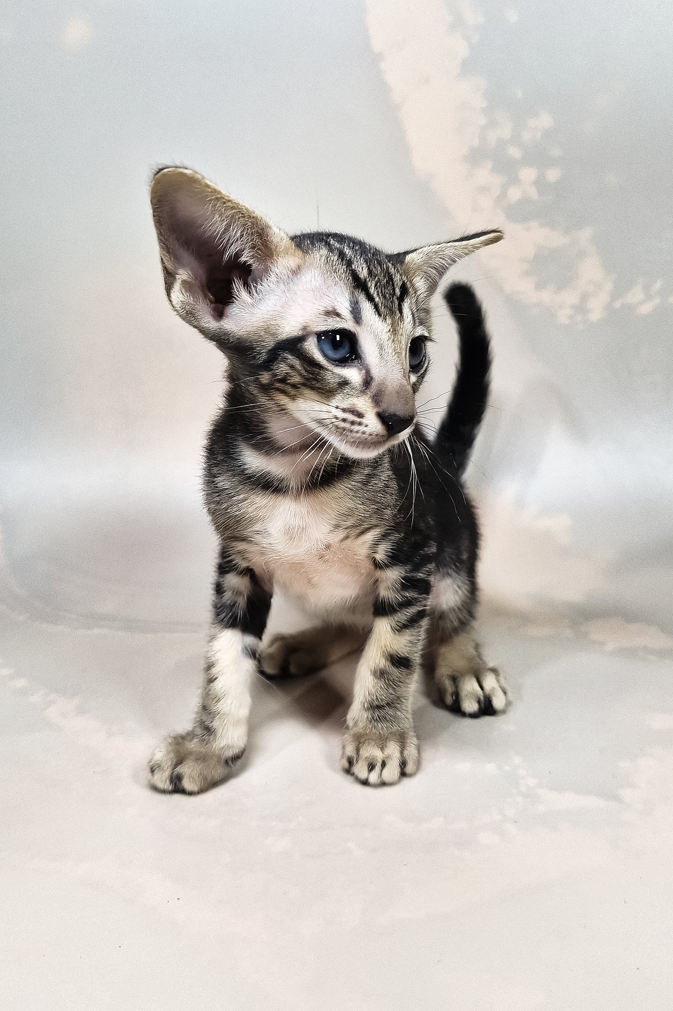 Gucci | Oriental Shorthair Kitten - Image 5