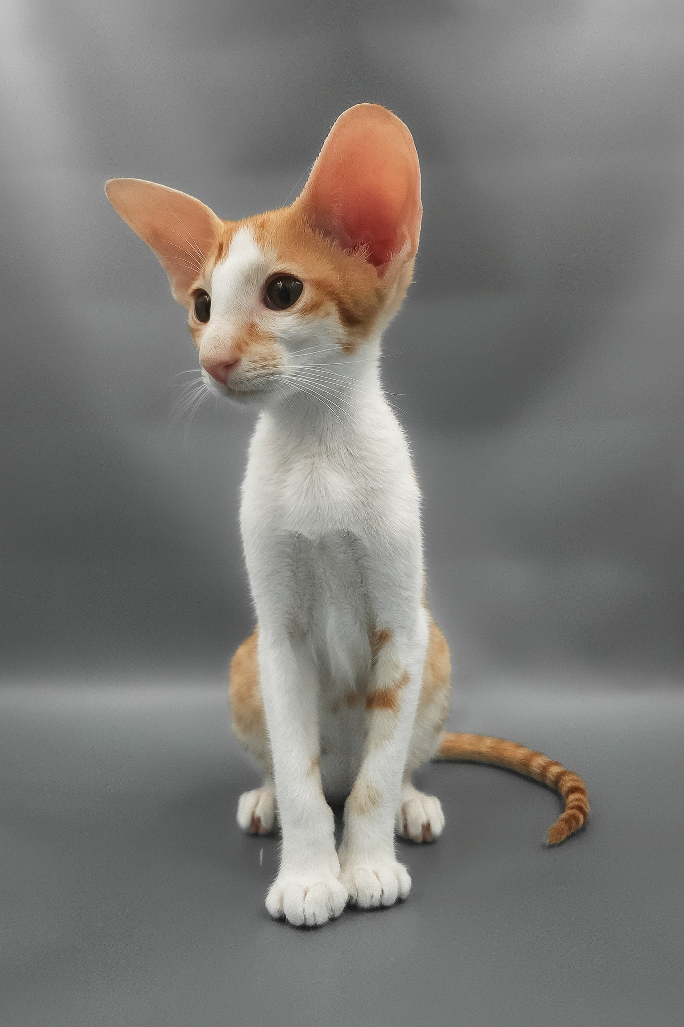 Haggard | Oriental Shorthair Kitten - Image 12