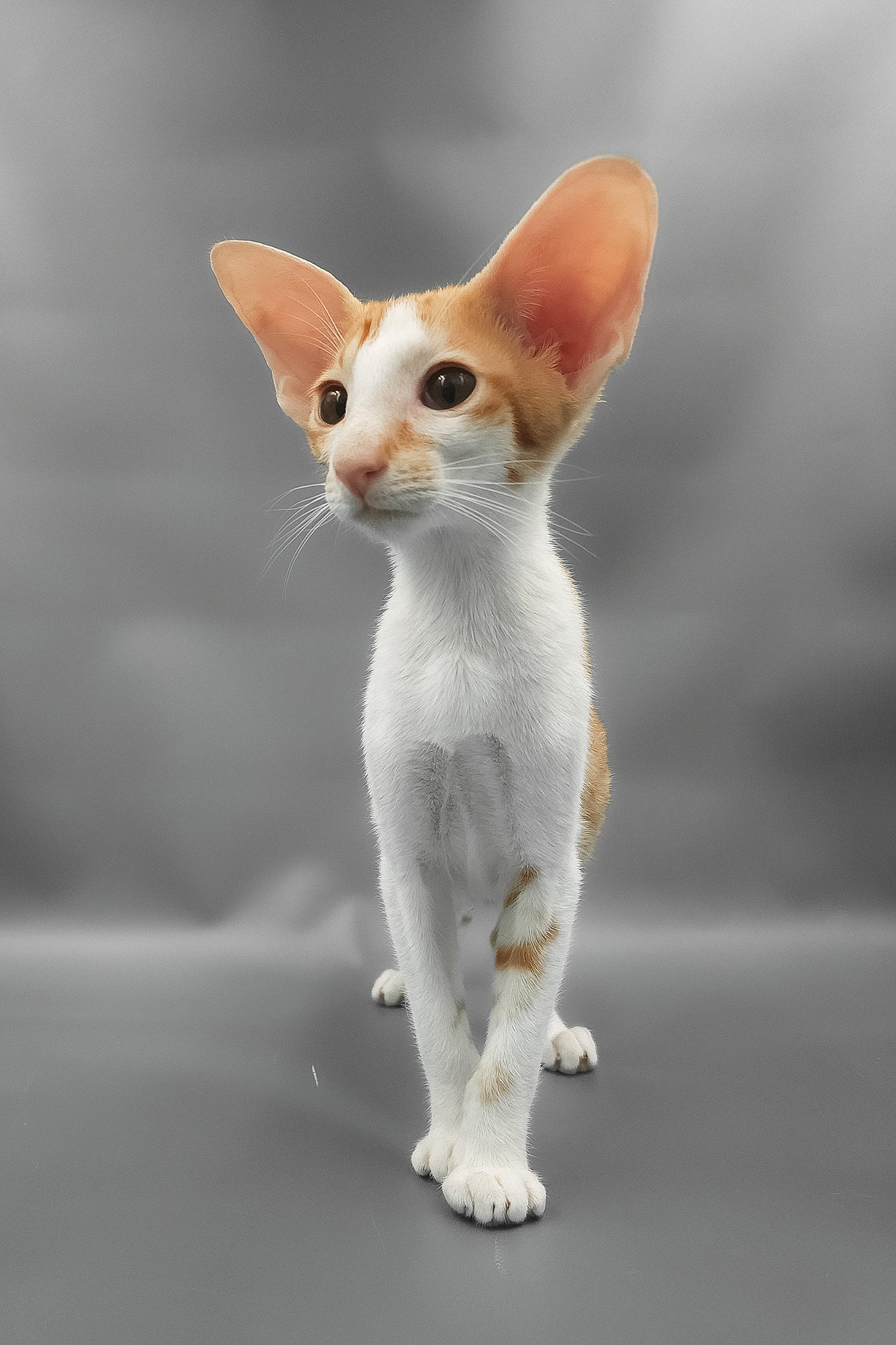 Haggard | Oriental Shorthair Kitten - Image 3