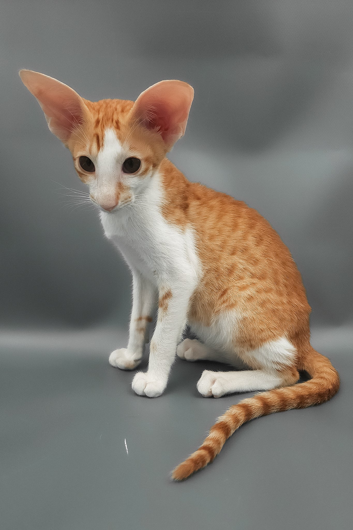 Haggard | Oriental Shorthair Kitten - Image 8