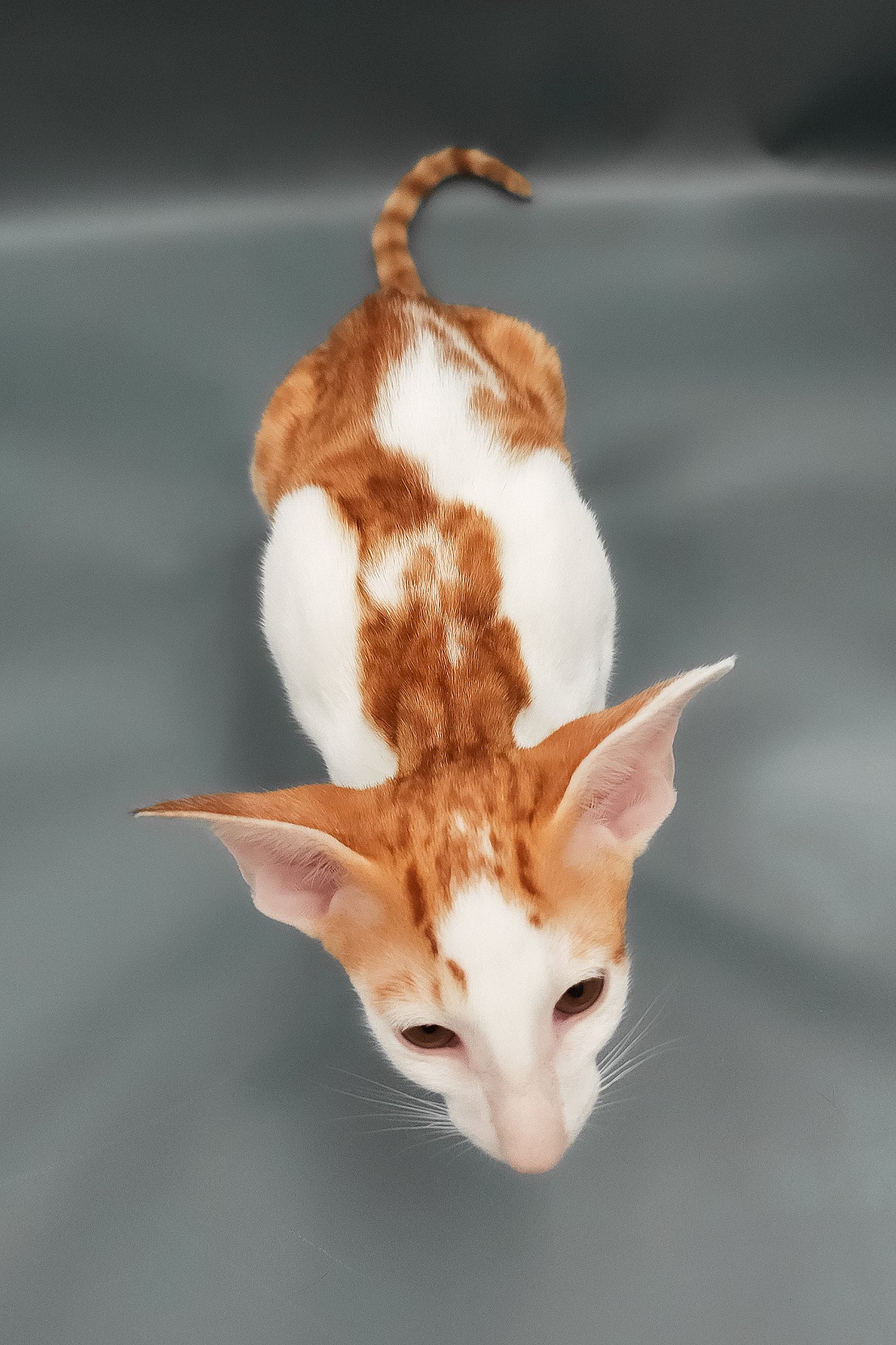Hayo | Oriental Shorthair Kitten - Image 4