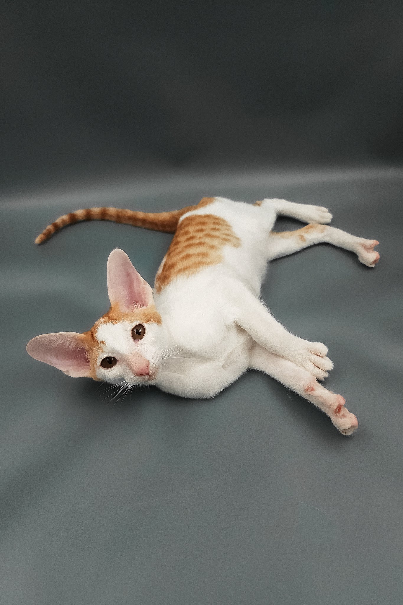Hayo | Oriental Shorthair Kitten - Image 9