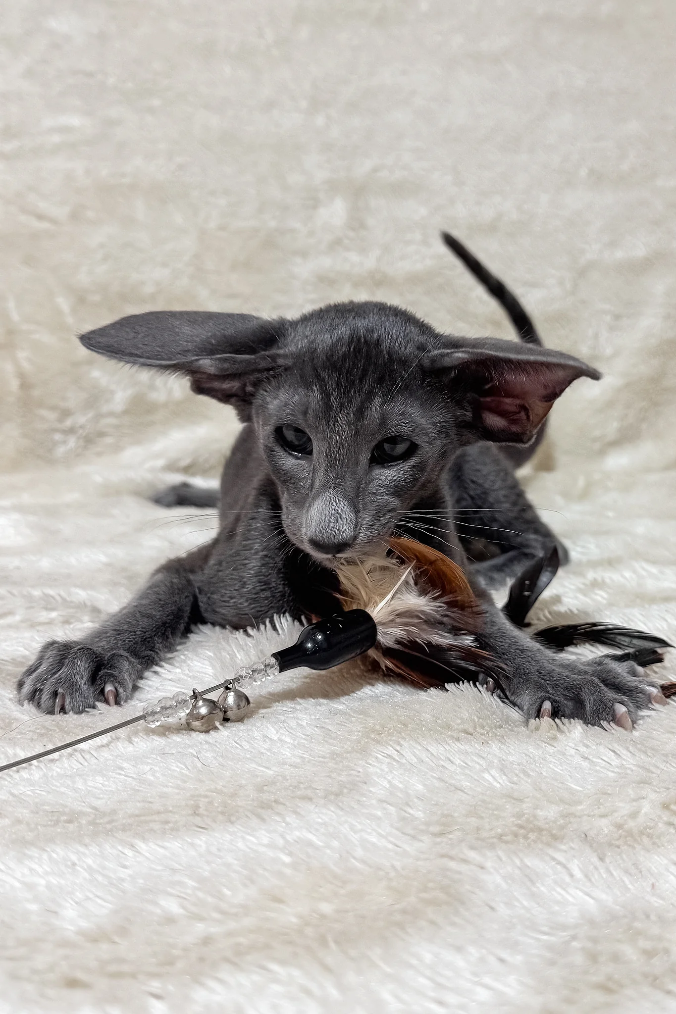 Hunter | Oriental Shorthair Kitten - Image 11