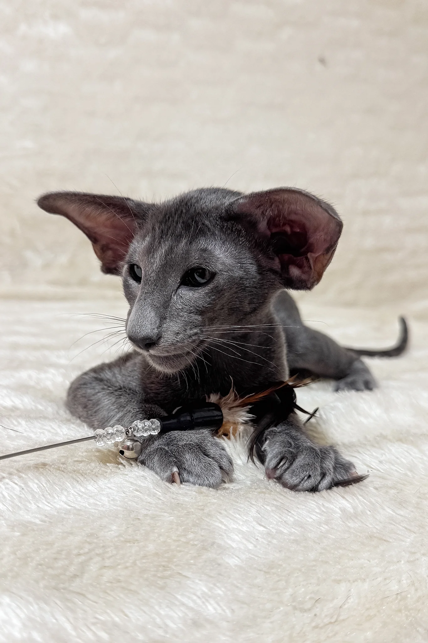 Hunter | Oriental Shorthair Kitten - Image 3