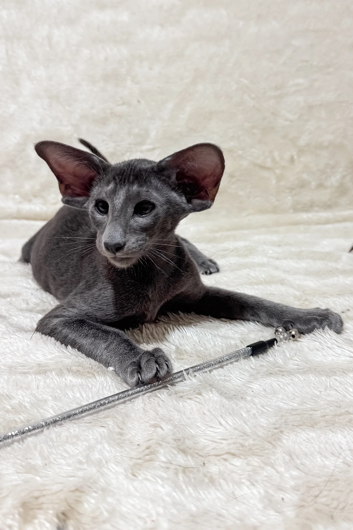 Hunter | Oriental Shorthair Kitten - Image 6