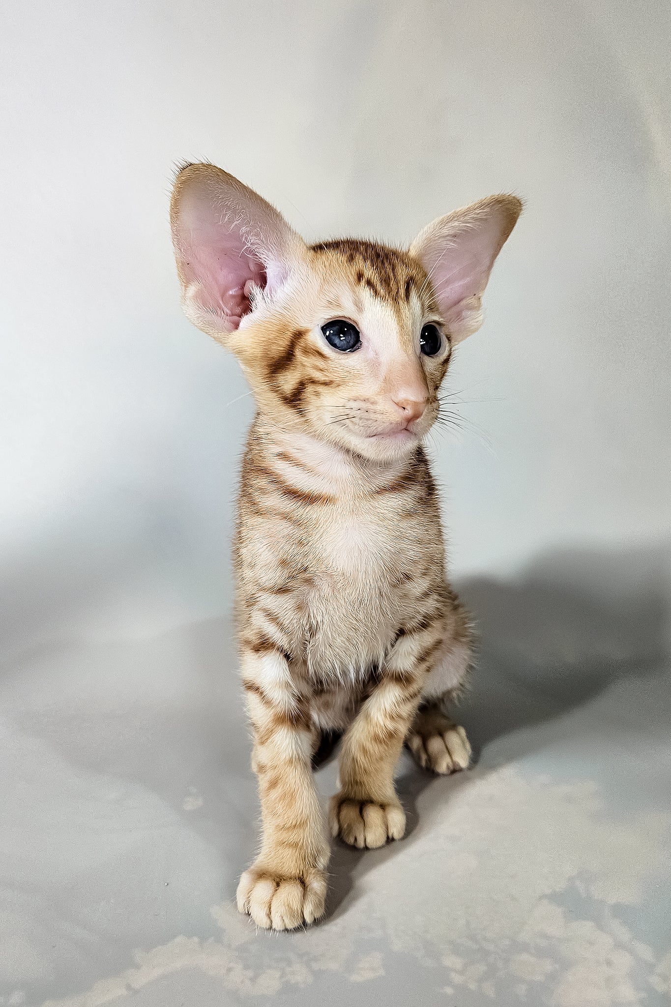 Ice | Oriental Shorthair Kitten - Image 10