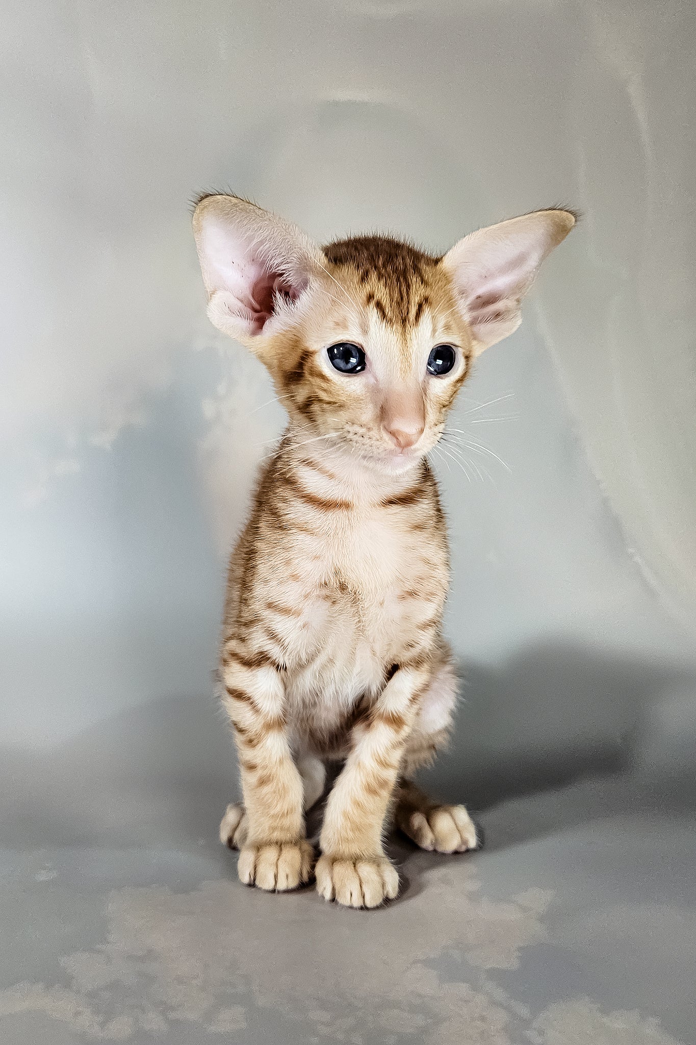 Ice | Oriental Shorthair Kitten - Image 13