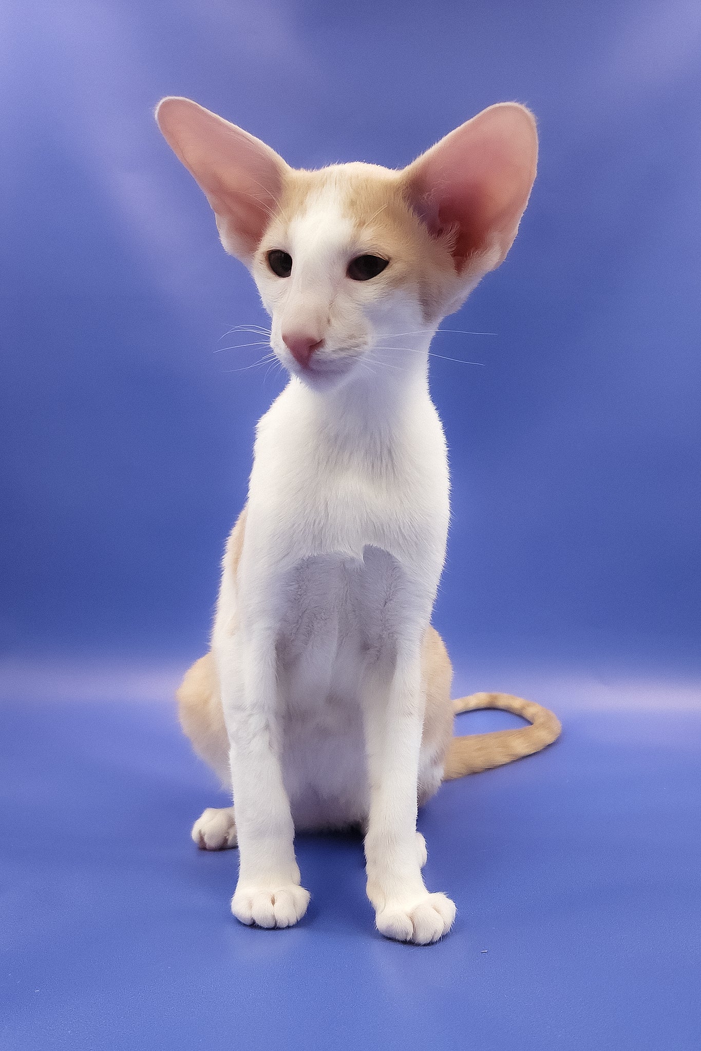 Ideal | Oriental Shorthair Kitten - Image 5