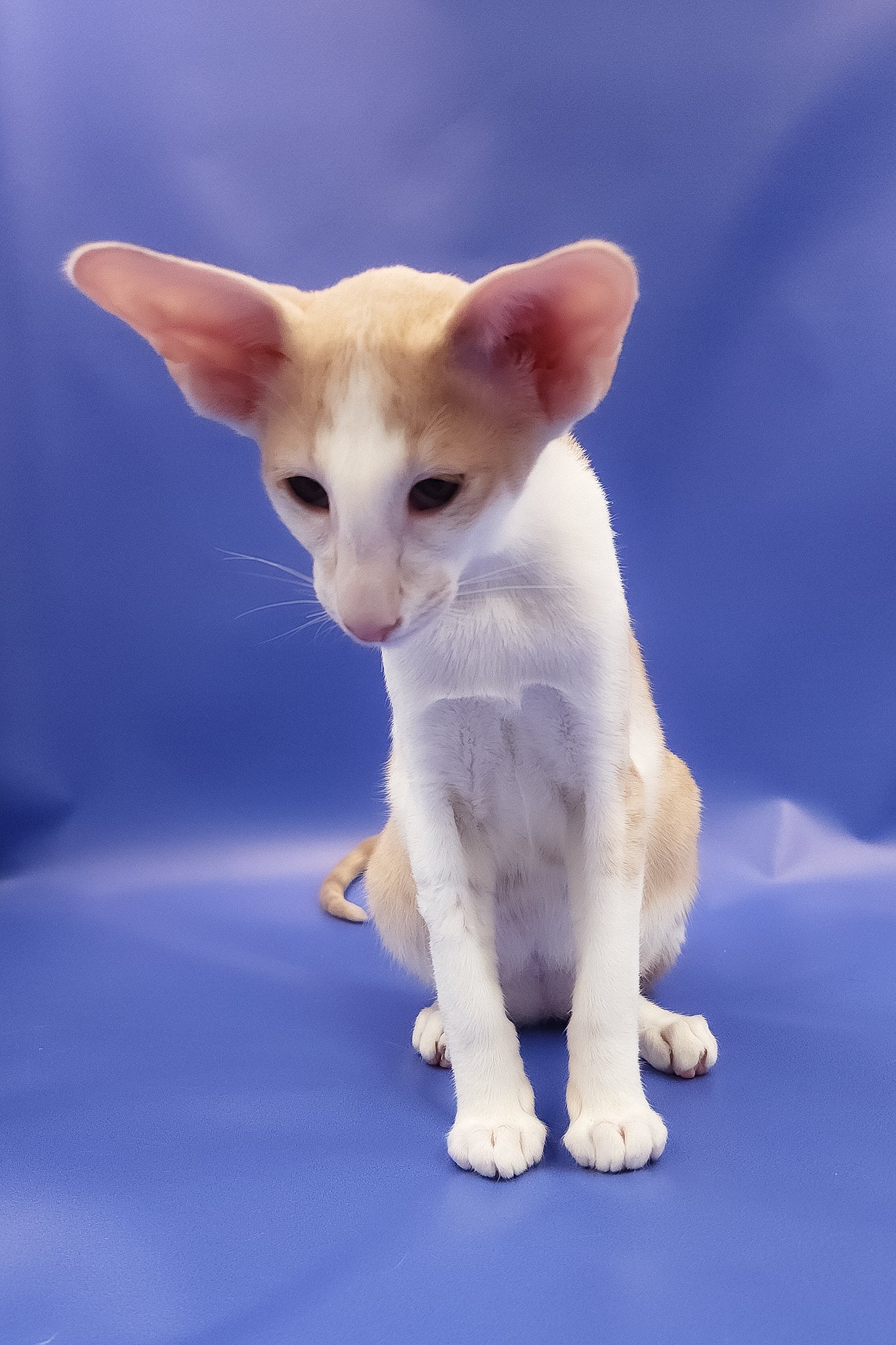 Ideal | Oriental Shorthair Kitten - Image 9