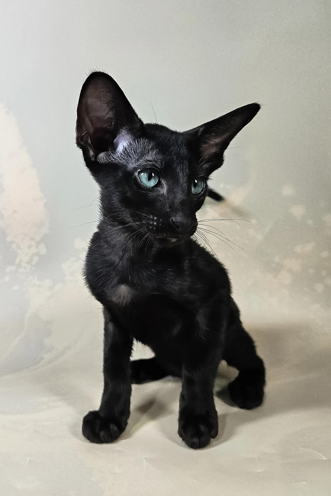 Inki | Oriental Shorthair Kitten - Image 6