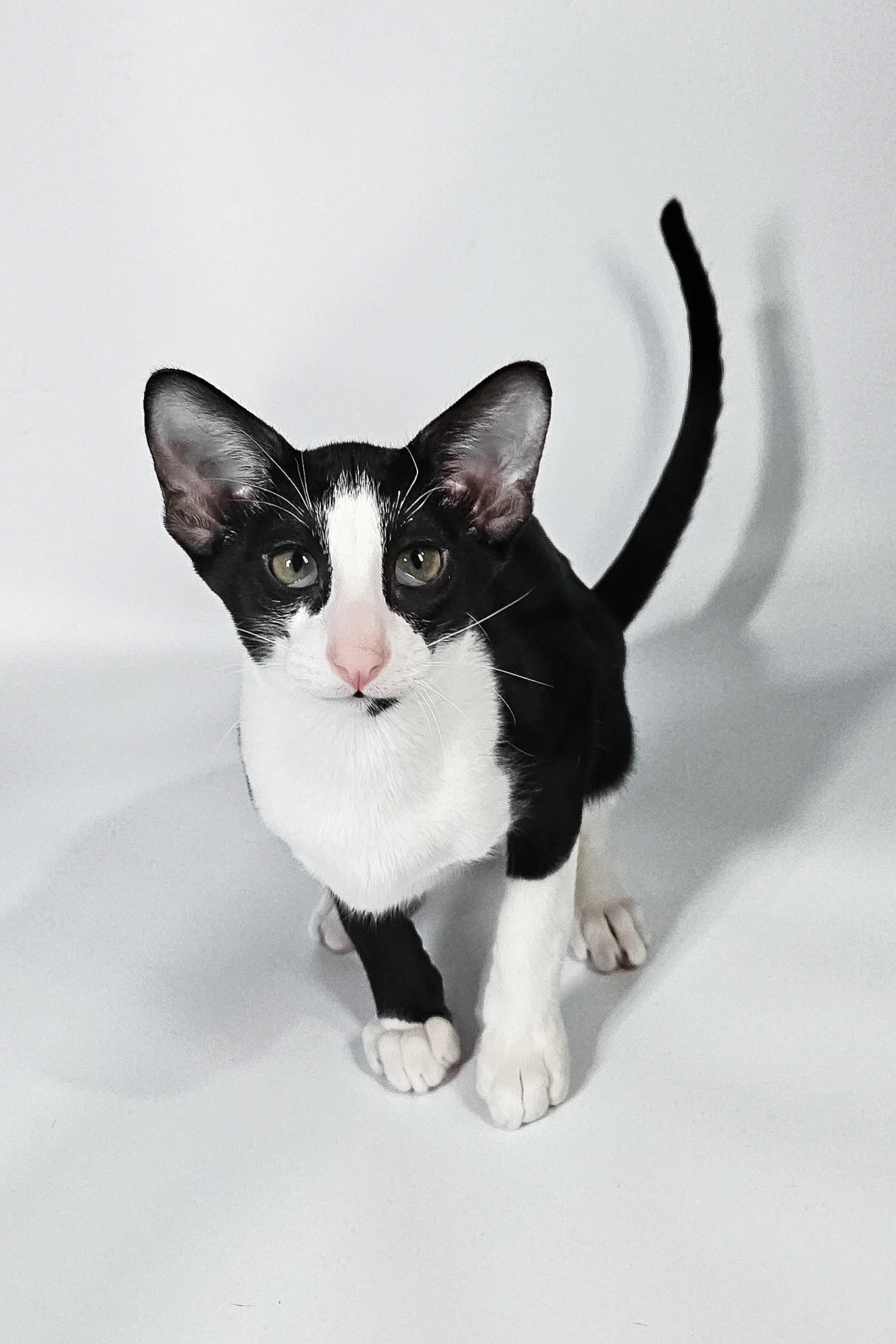 Jerry | Oriental Shorthair Kitten - Image 2