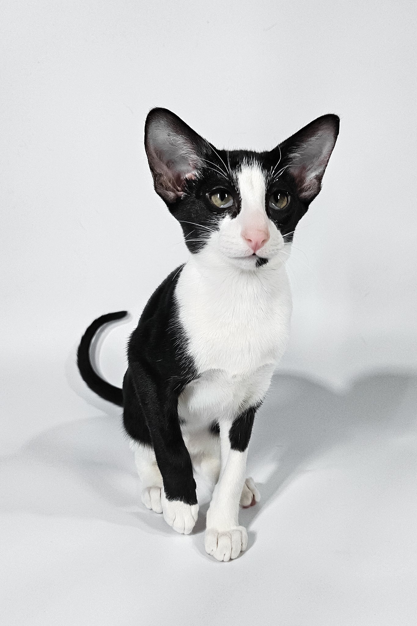 Jerry | Oriental Shorthair Kitten - Image 5
