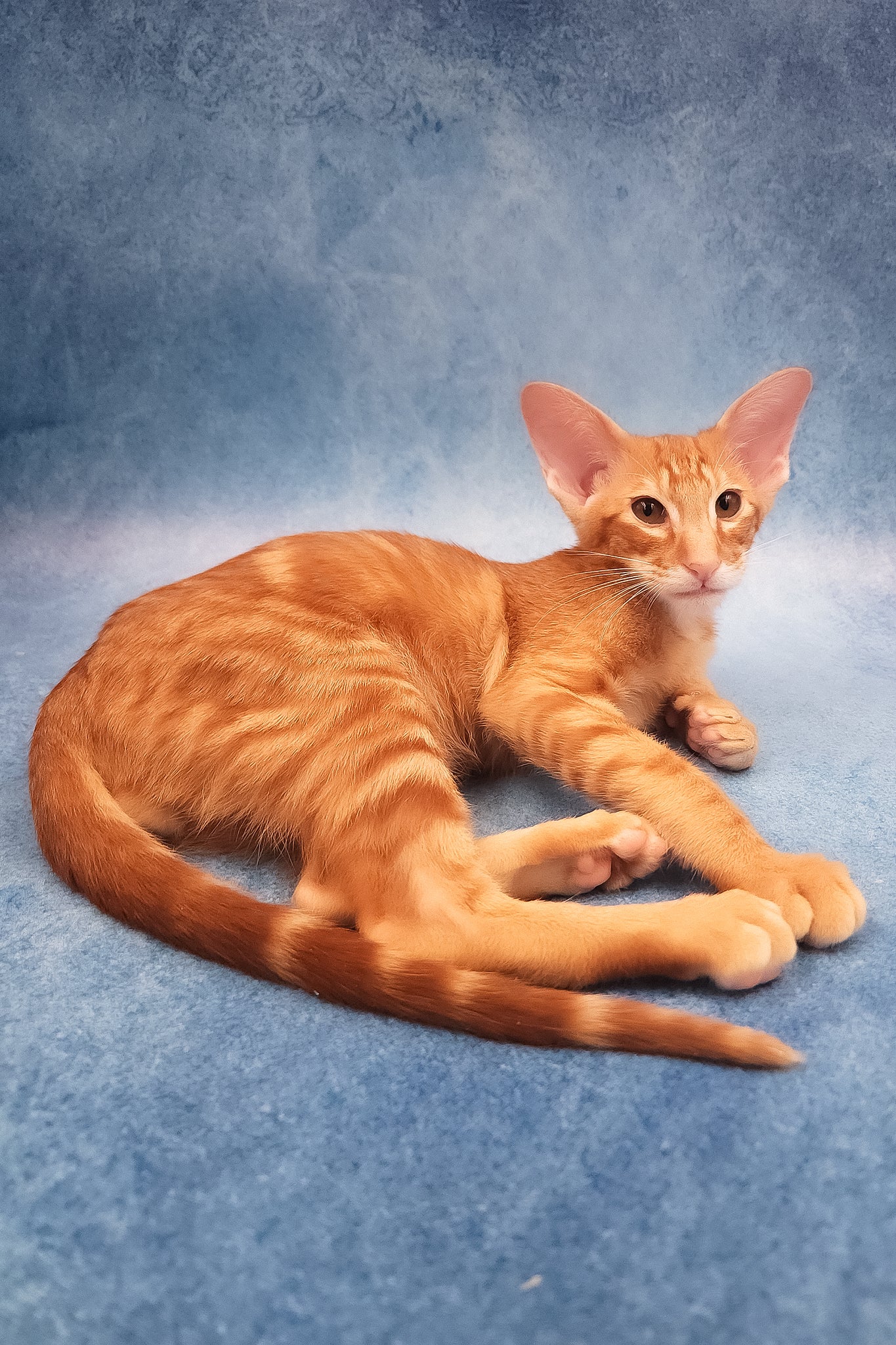 Joker | Oriental Shorthair Kitten - Image 11