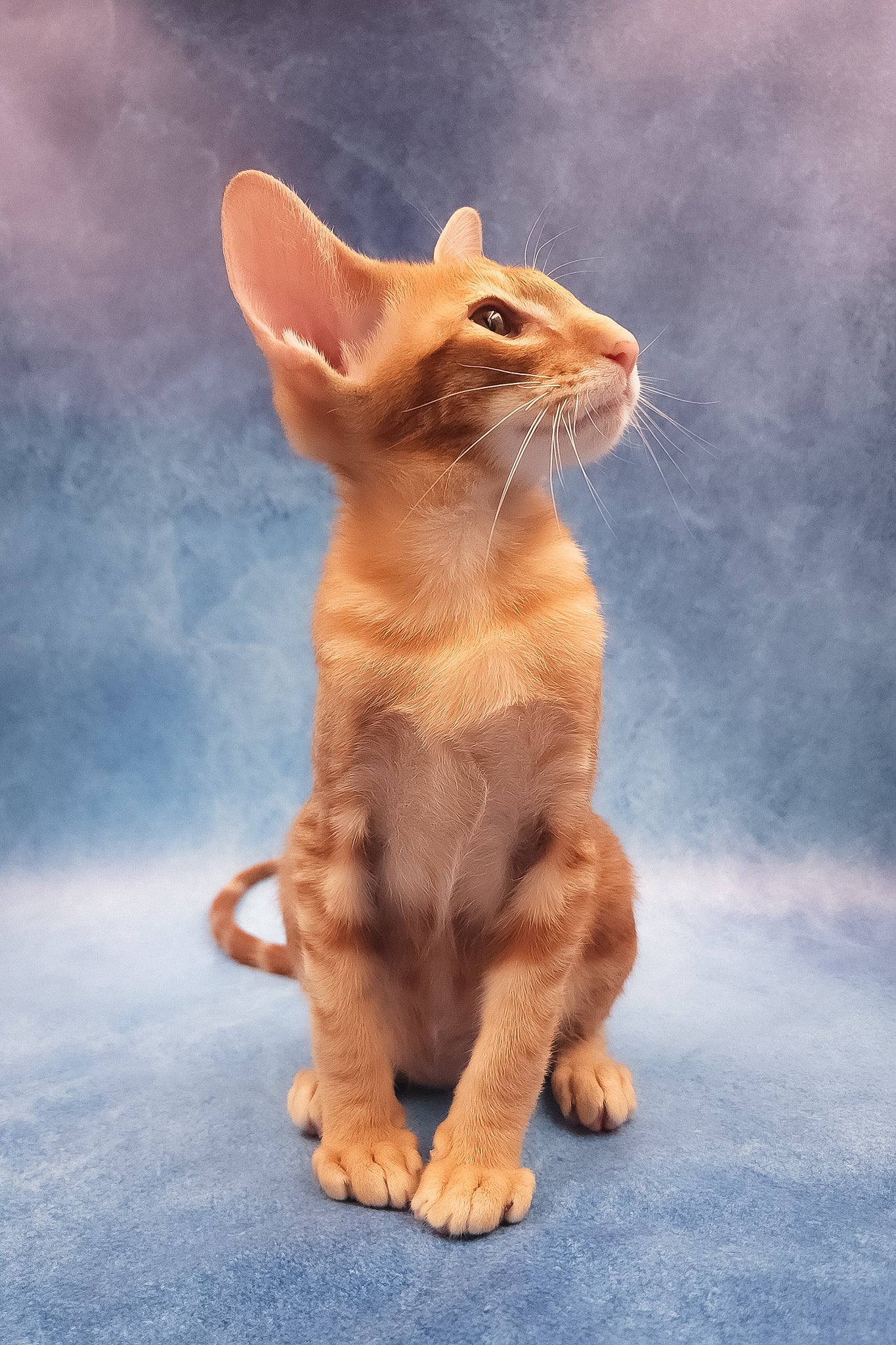 Joker | Oriental Shorthair Kitten - Image 12