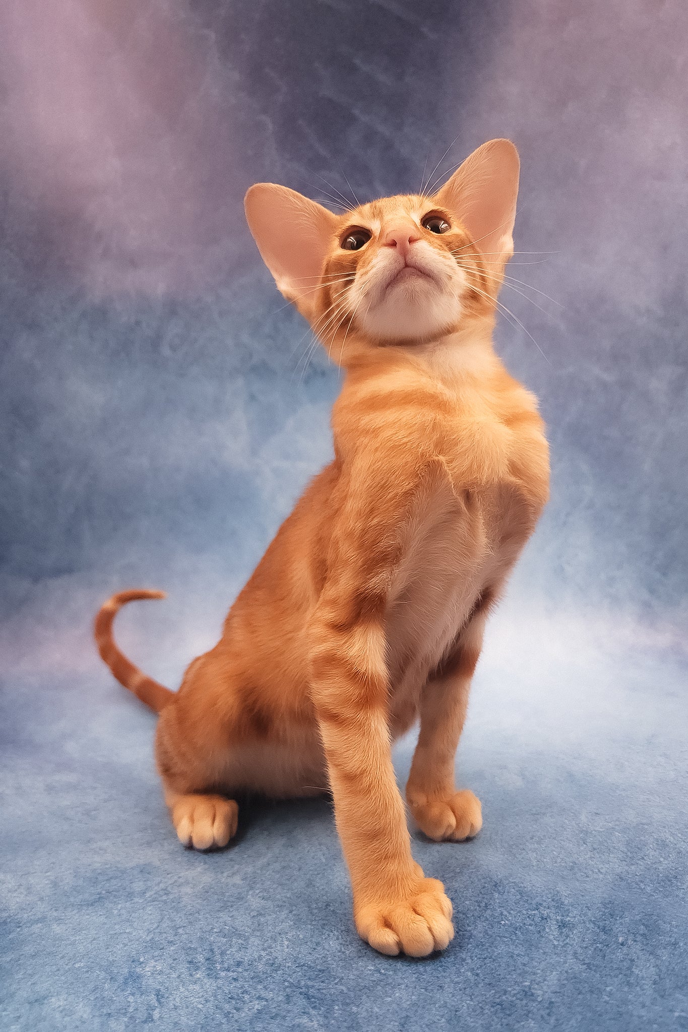 Joker | Oriental Shorthair Kitten - Image 7