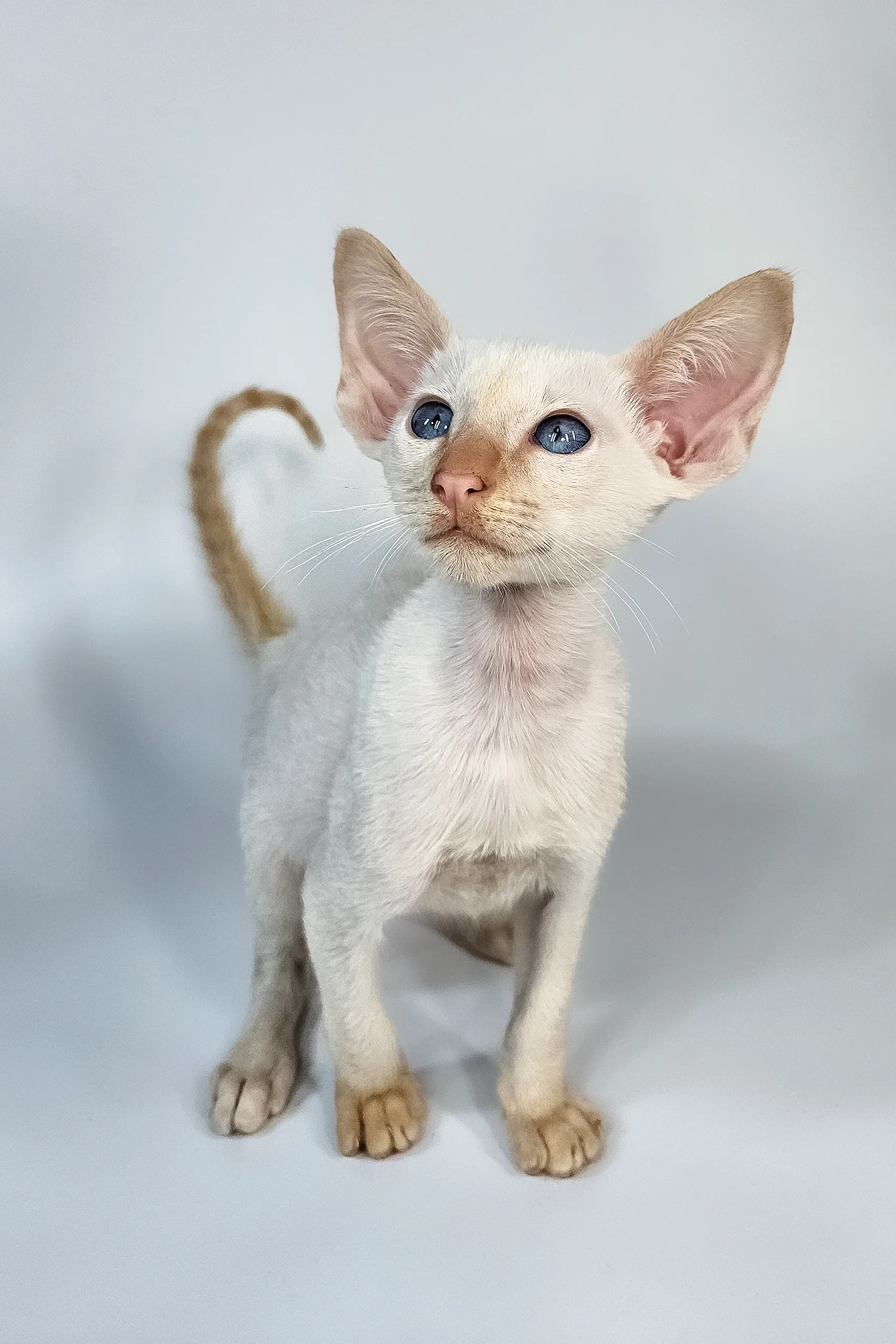 Kori | Oriental Shorthair Kitten - Image 2