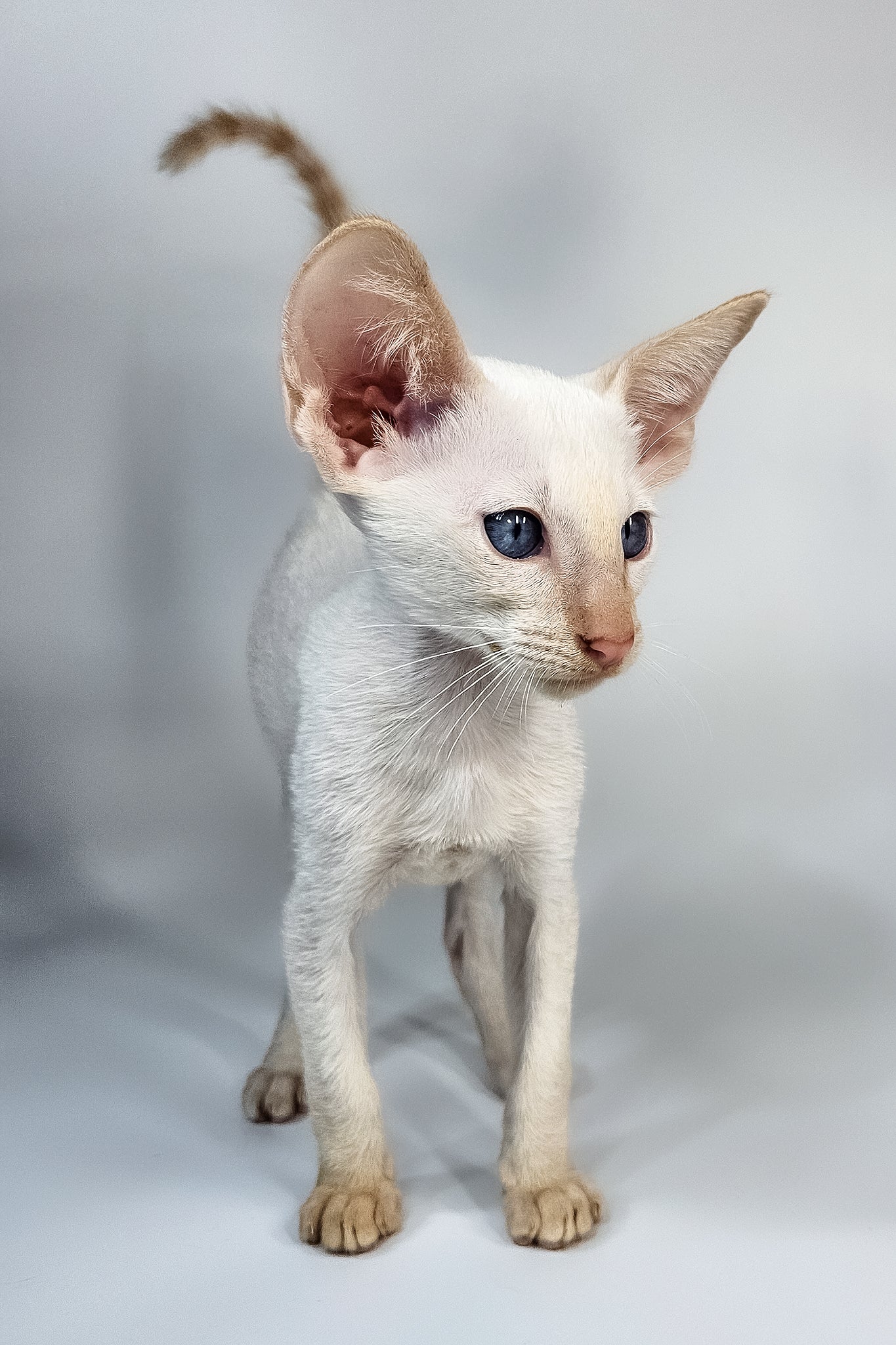Kori | Oriental Shorthair Kitten - Image 3