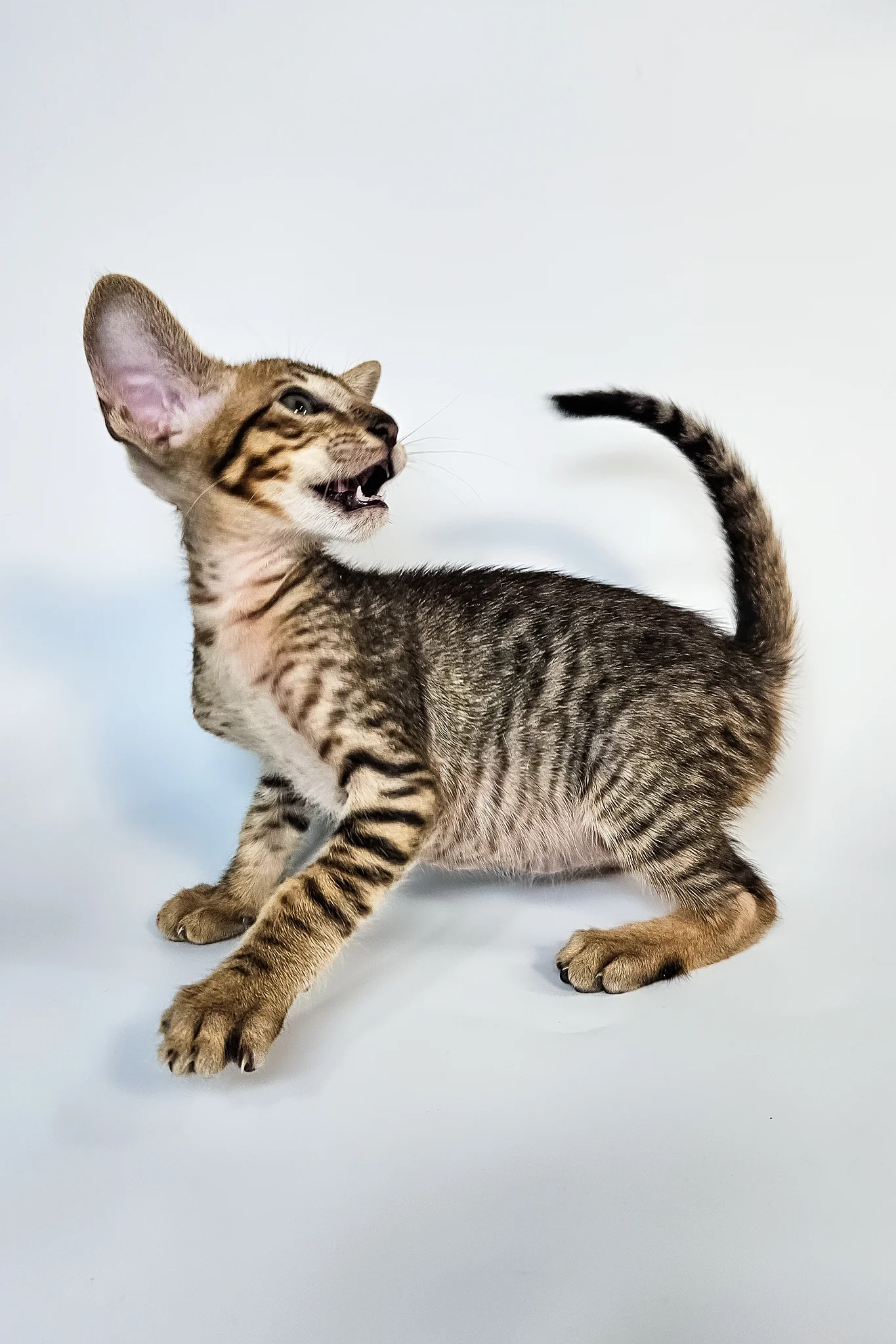 Leon | Oriental Shorthair Kitten - Image 6